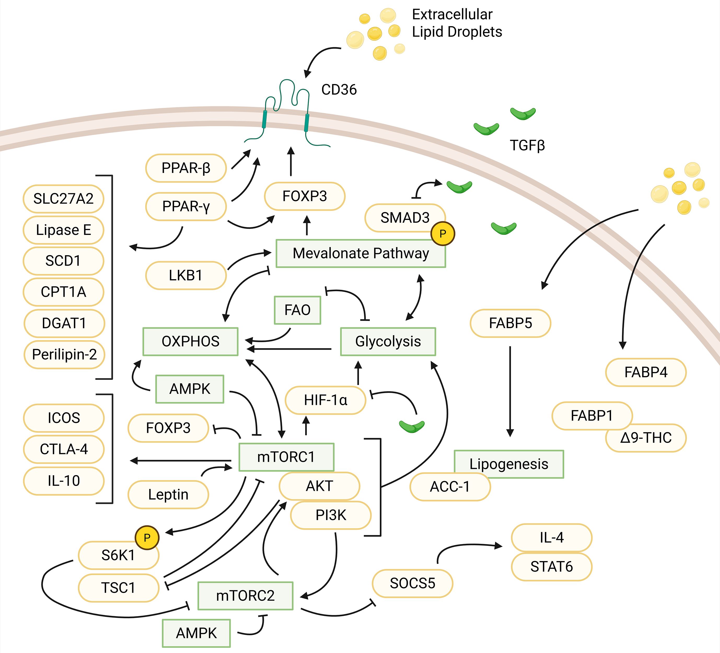 Flowchart illustrating cellular pathways related to lipid metabolism and signaling. It features proteins, enzymes, and pathways such as CD36, FOXP3, AMPK, mTORC1, mTORC2, and glycolysis. Arrows indicate interactions and regulatory relationships. Extracellular lipid droplets, TGFβ, and various receptors and enzymes are involved, highlighting processes like lipogenesis and glycolysis.
