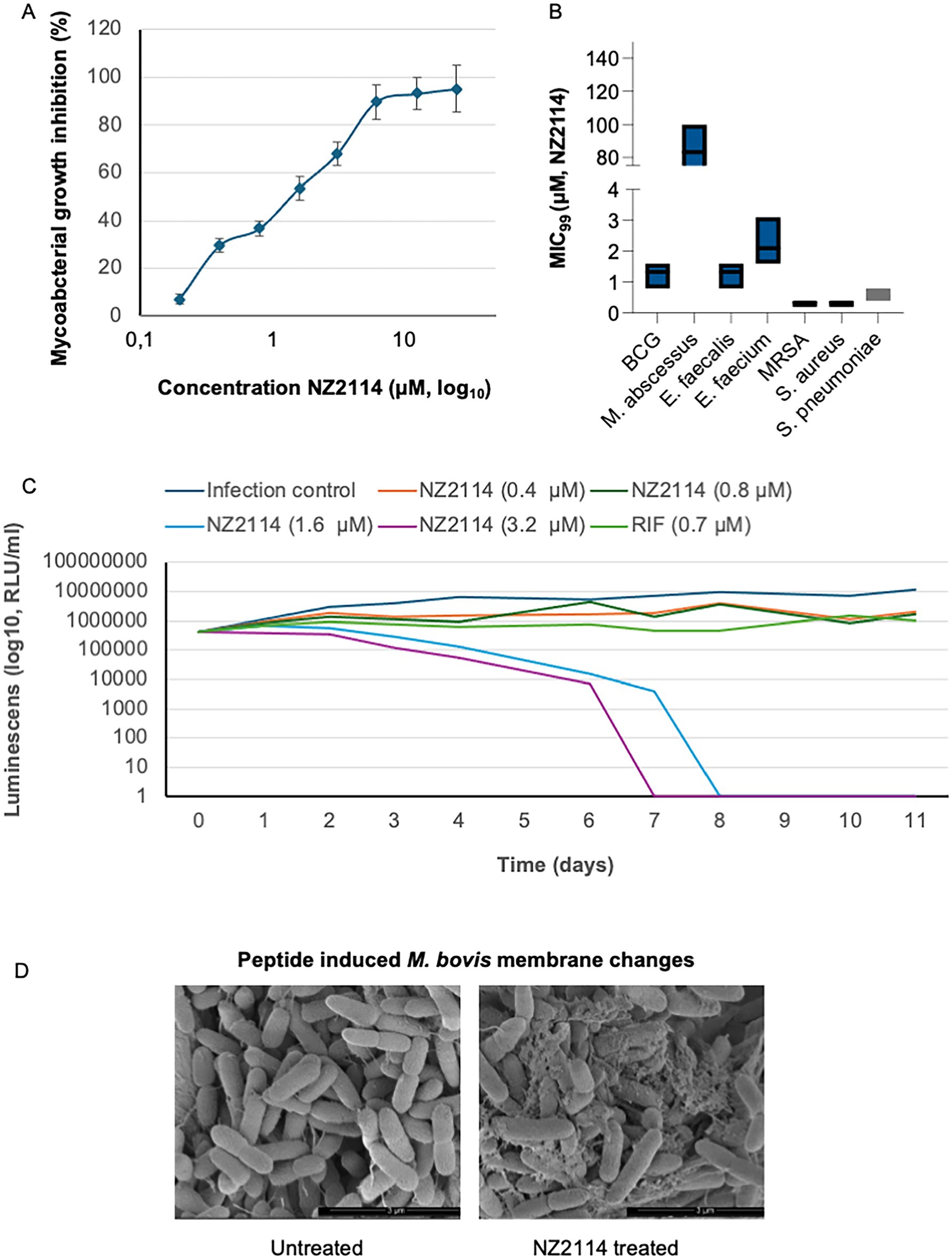 A set of four panels showing data related to NZ2114's effects:A. Line graph depicting mycobacterial growth inhibition vs. NZ2114 concentration. Growth inhibition rises with higher concentrations.B. Box plot showing MIC values of NZ2114 against various bacterial species, with notably higher values for certain strains.C. Line graph tracking luminescence over time for different concentrations of NZ2114 and a control showing varied bacterial growth dynamics.D. Two electron microscope images of M. bovis, untreated and NZ2114 treated, showing membrane changes with treatment.
