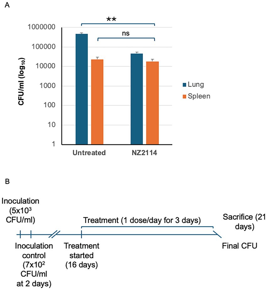 Chart A shows CFU per milliliter in the lungs and spleen of untreated and NZ2114-treated samples, with notable reduction in lungs (p<0.01). Chart B outlines the treatment timeline: inoculation, treatment start at 16 days with daily doses for 3 days, concluding with sacrifice at 21 days for final CFU assessment.