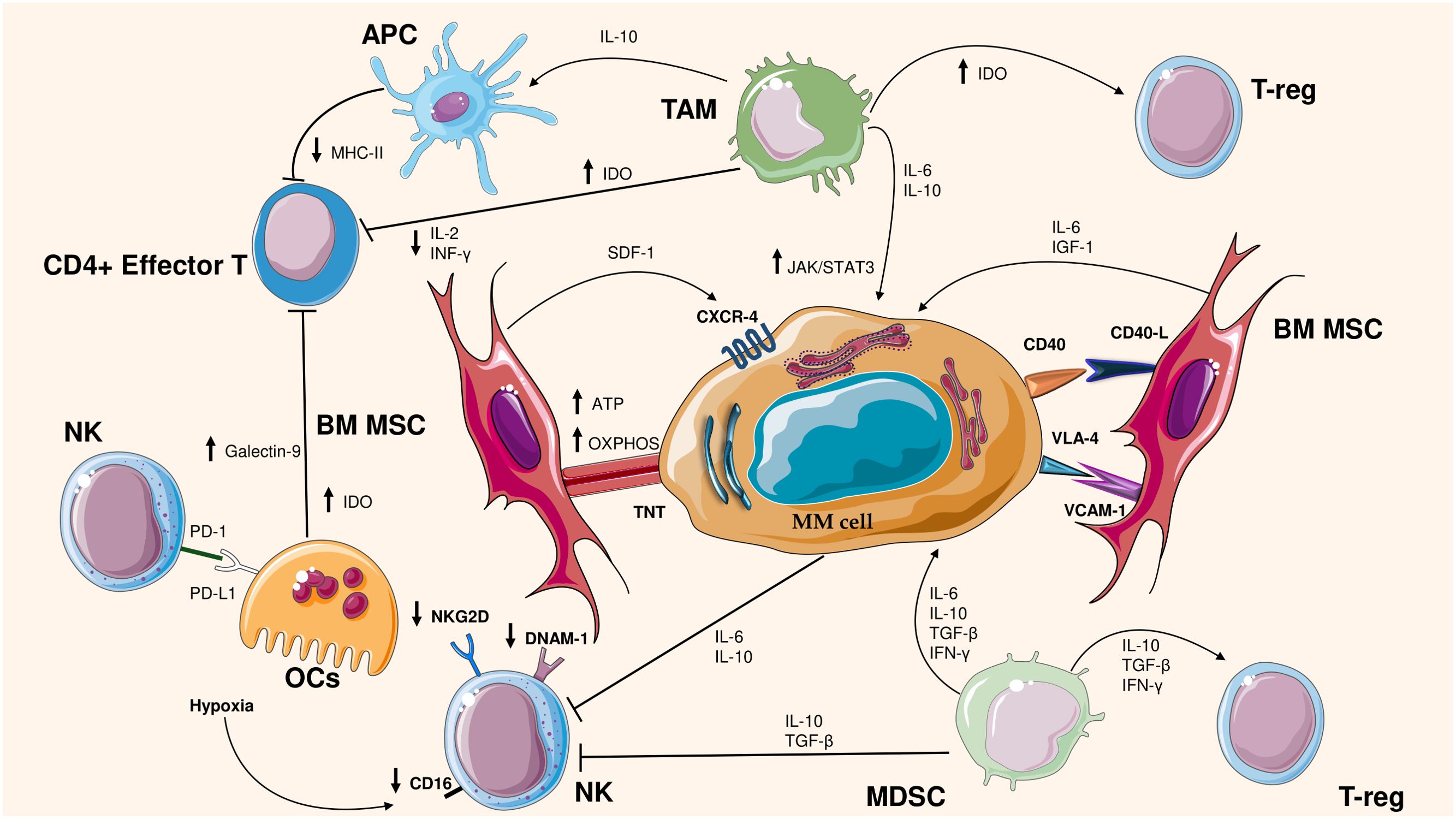 Diagram illustrating interactions in the bone marrow microenvironment involving immune cells and a multiple myeloma (MM) cell. Key components include CD4+ T cells, T-regs, natural killer (NK) cells, myeloid-derived suppressor cells (MDSC), tumor-associated macrophages (TAM), antigen-presenting cells (APC), and bone marrow mesenchymal stem cells (BM MSC). Various signaling molecules and pathways, such as IL-10, IL-6, IDO, and JAK/STAT3, are depicted, highlighting mechanisms of immune suppression and cell communication.