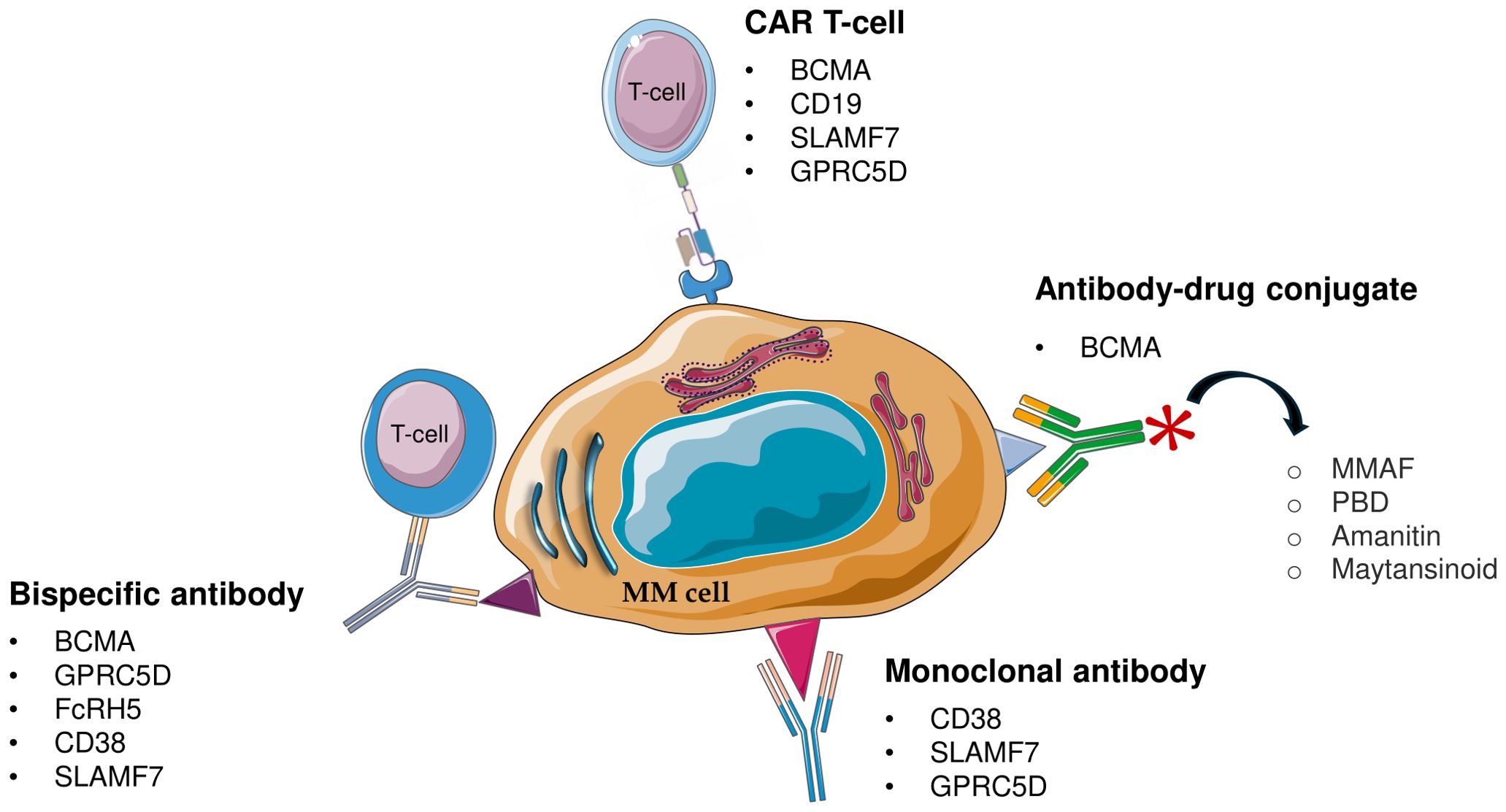 Diagram depicting various antibodies targeting a multiple myeloma (MM) cell, including CAR T-cells, antibody-drug conjugates, bispecific antibodies, and monoclonal antibodies. Each targets different antigens such as BCMA, CD19, SLAMF7, and GPRC5D. The antibody-drug conjugate includes components like MMAF, PBD, Amanitin, and Maytansinoid. A T-cell and antibody binding to the MM cell are illustrated.