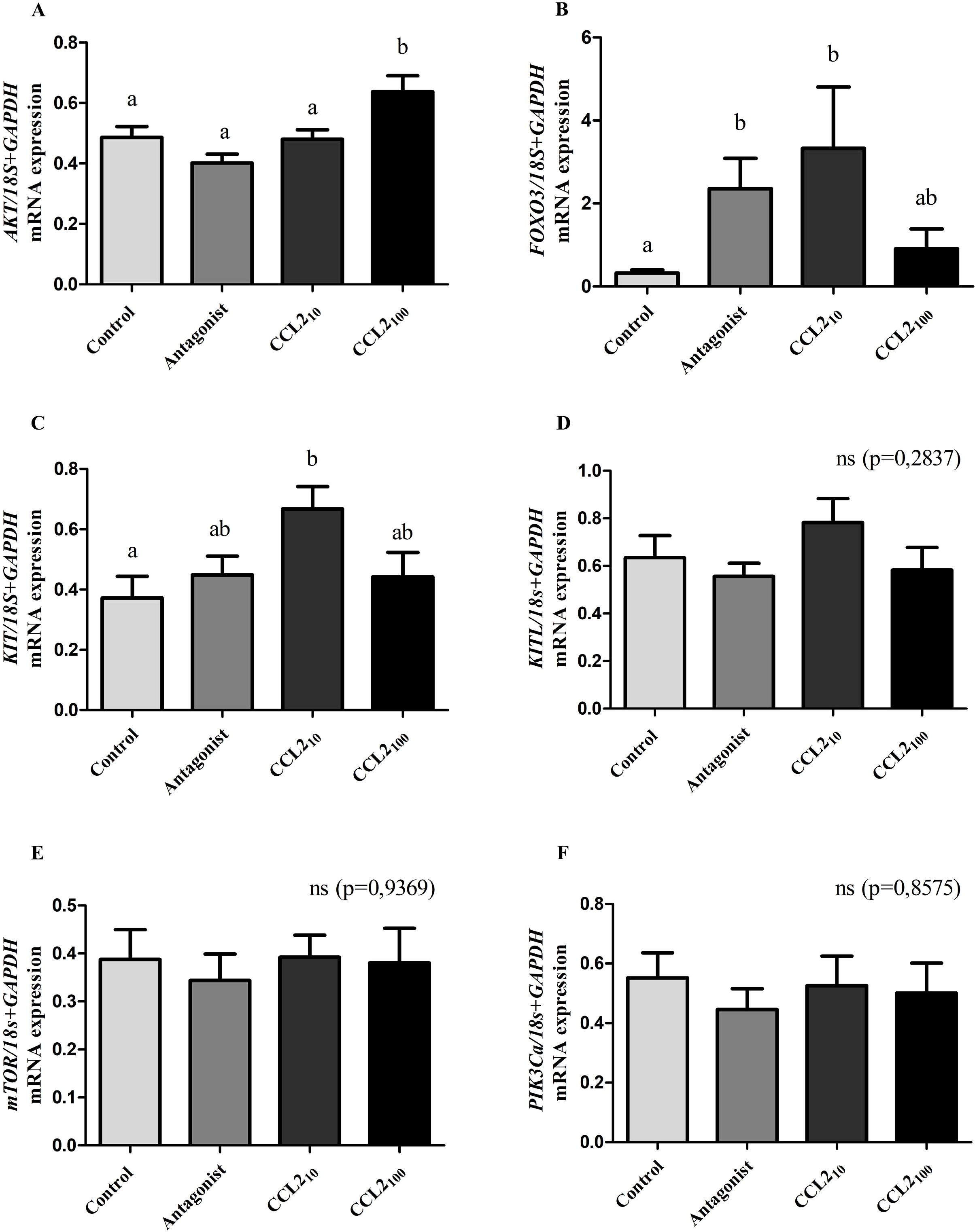 Bar graphs A to F show mRNA expression levels normalized to GAPDH and 18S across four groups: Control, Antagonist, CCL2_10, and CCL2_100. Graph A shows significant differences in AKT expression, Graph B in FOXO3, and Graph C in KIT, with letters indicating statistical differences. Graphs D, E, and F show no significant differences for KITL, MTOR, and PI3KCA, respectively, with p-values indicating non-significance.