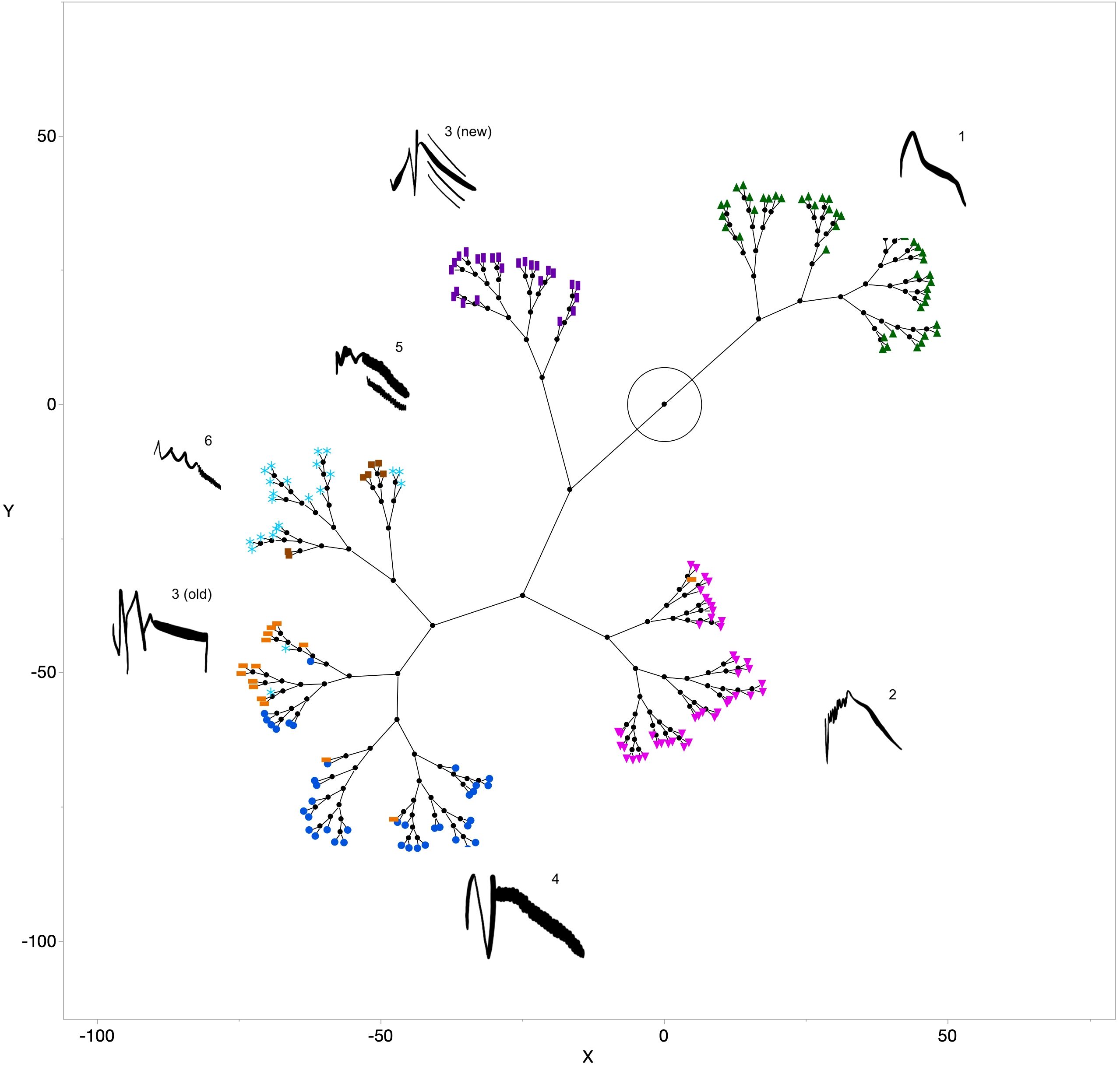 Phylogenetic tree diagram showing evolutionary relationships with branches labeled as 1, 2, 3 (new and old), 4, 5, and 6. Nodes feature various markers: green triangles, purple squares, pink triangles, blue circles, brown squares, and light blue stars. Waveform patterns are drawn near each labeled branch. Axes are labeled X and Y.