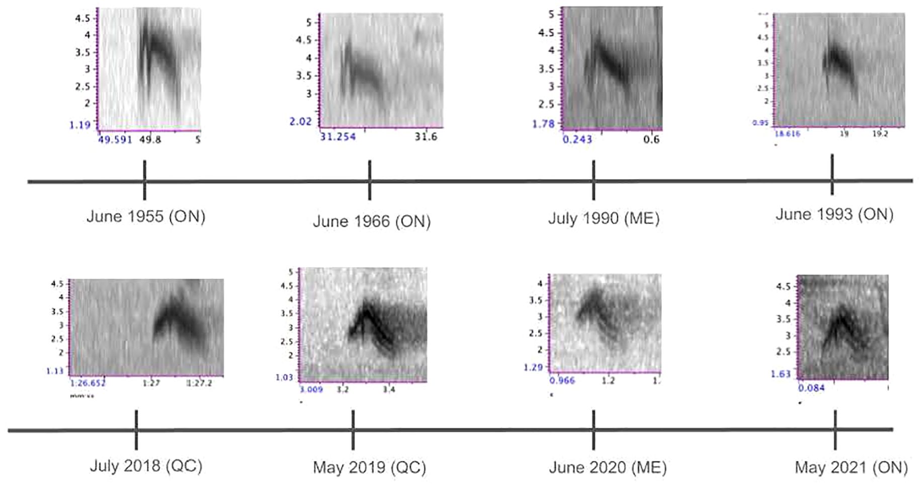 Timeline with spectrogram images from various dates and locations: June 1955 (ON), June 1966 (ON), July 1990 (ME), June 1993 (ON), July 2018 (QC), May 2019 (QC), June 2020 (ME), May 2021 (ON). Each spectrogram shows frequency and time data.