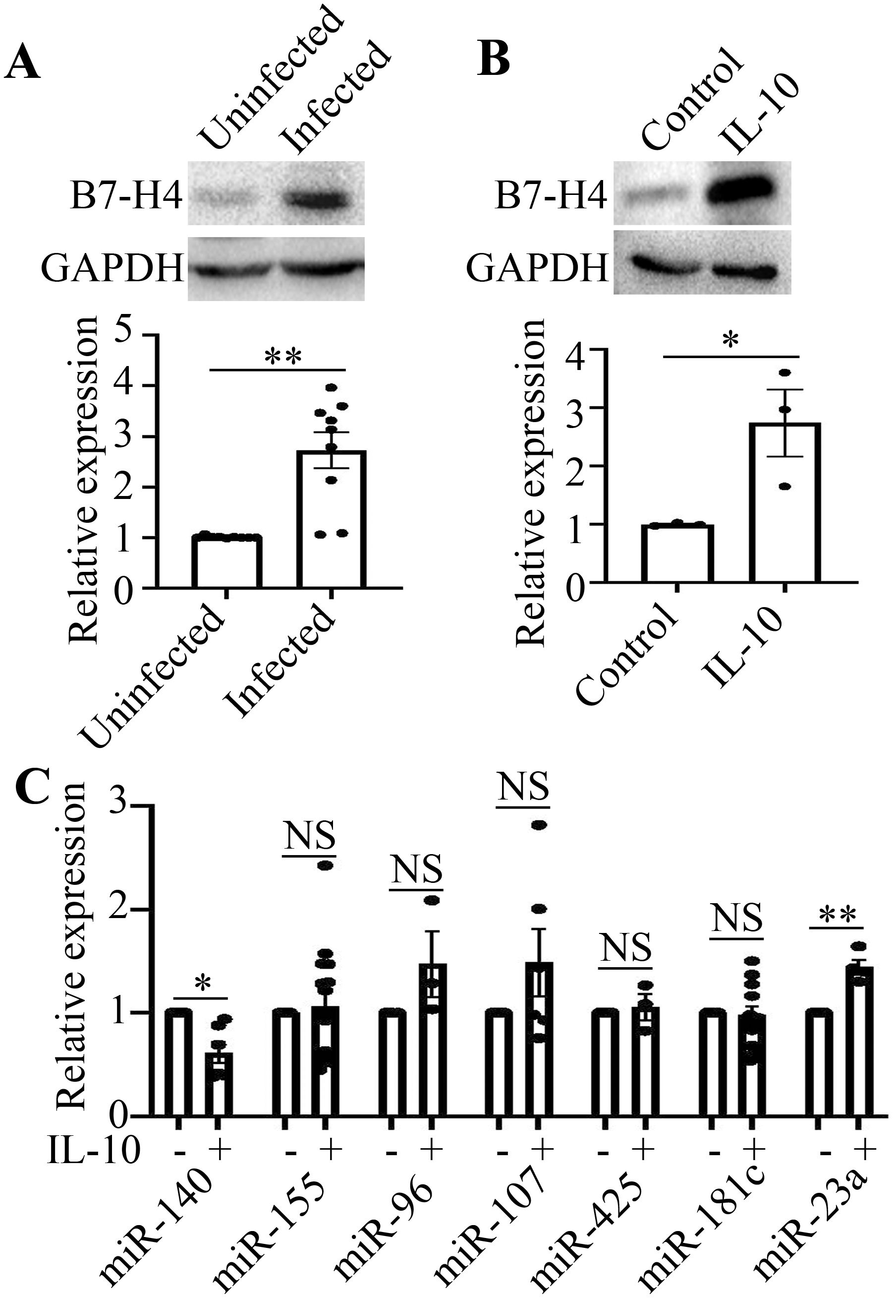 Western blot and bar graphs illustrating B7-H4 and various microRNAs expression. Panel A shows increased expression in infected versus uninfected samples. Panel B displays higher expression with IL-10 treatment compared to control. Panel C presents relative expression of various microRNAs influenced by IL-10, with noted significance for miR-140 and miR-23a (* and ** indicating statistical significance, NS meaning not significant).