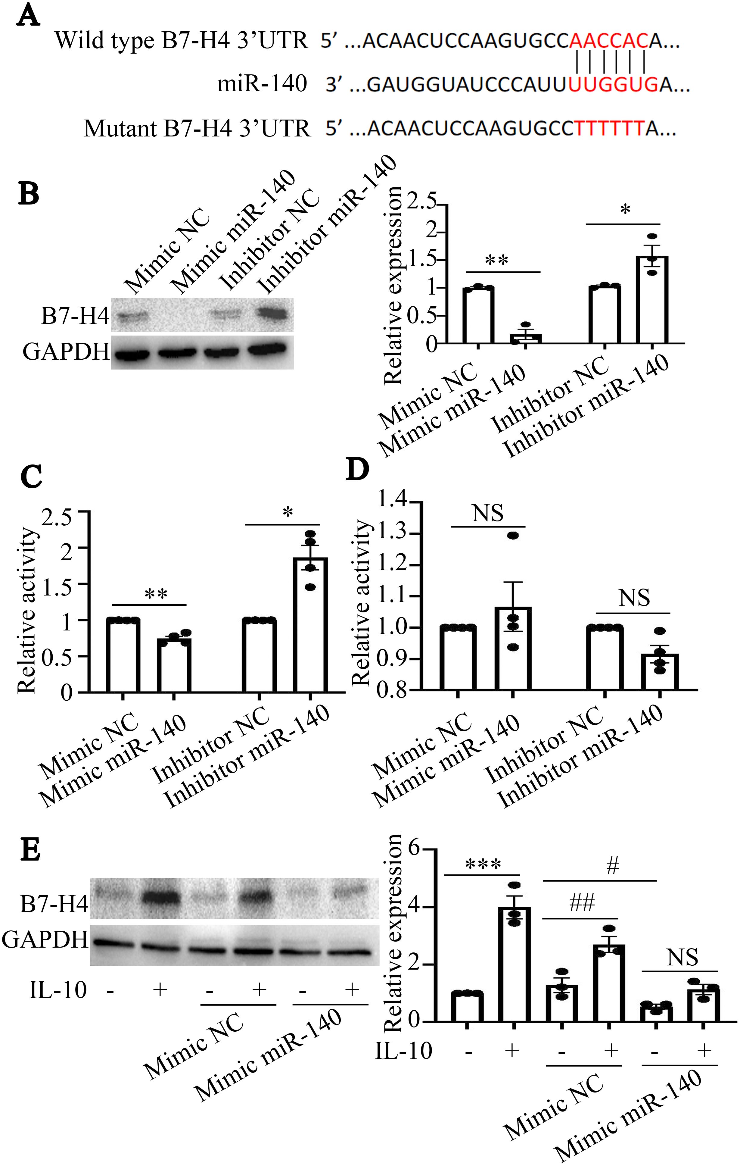 A series of panels showing molecular biology data related to B7-H4 and miR-140 interactions. Panel A displays sequences of binding sites for wild type B7-H4 3’ UTR, miR-140, and mutant B7-H4 3’ UTR, highlighting complementary or mutant regions in red. Panel B features a Western blot of B7-H4 and GAPDH, alongside a bar graph of relative expression levels, indicating significant differences marked by asterisks. Panels C and D present bar graphs of relative activity for different mimic and inhibitor conditions, with statistical significance noted. Panel E combines a Western blot with a bar graph showing the influence of IL-10 and different mimic conditions on B7-H4 expression, highlighting significant differences using asterisks and hashes.