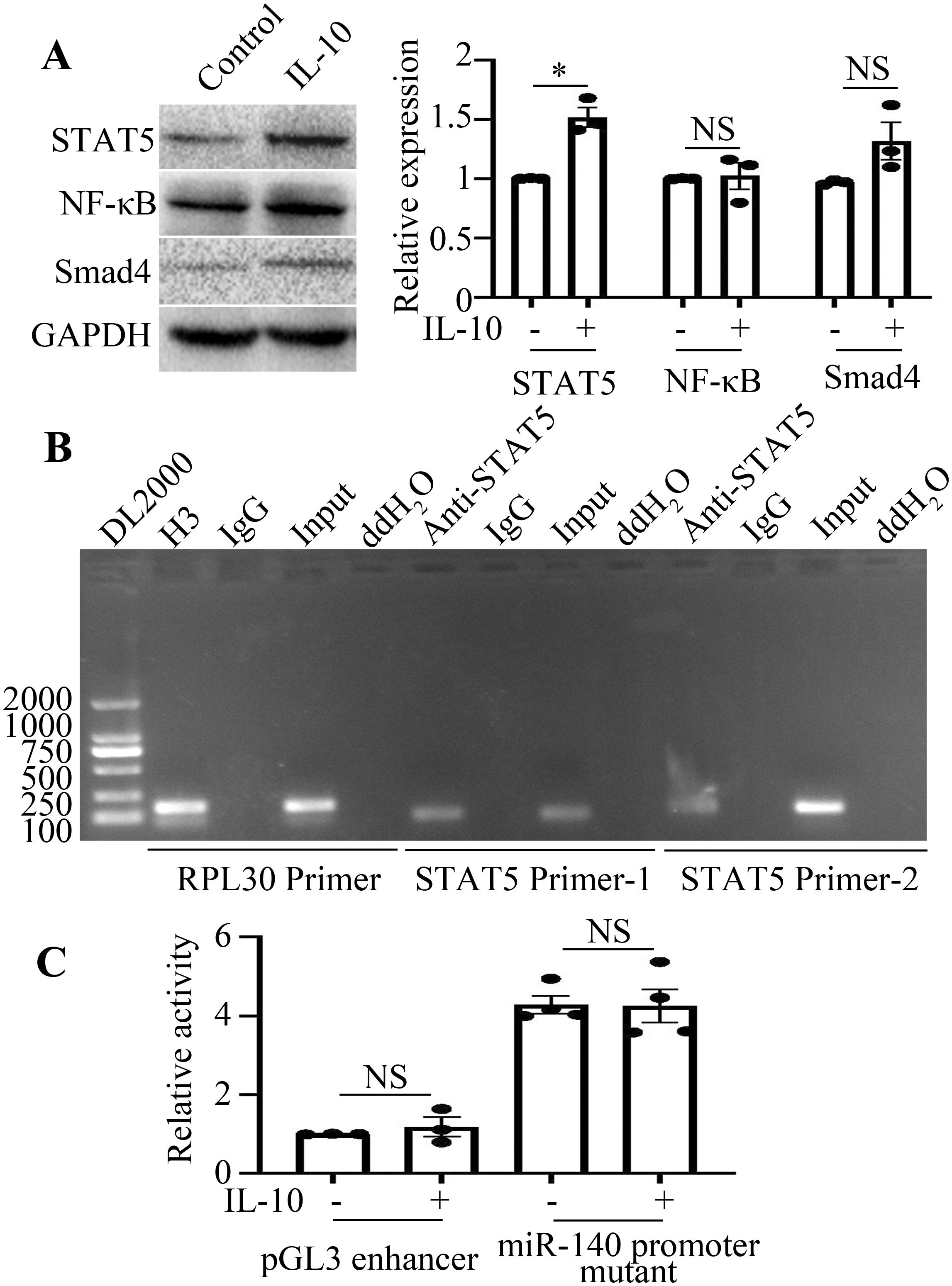 Panel A shows Western blot analysis for STAT5, NF-kB, Smad4, and GAPDH with a bar graph indicating relative expression, highlighting significant changes in STAT5 with IL-10 treatment. Panel B displays a gel electrophoresis image with results for ChIP. Panel C presents a bar graph showing relative activity of pGL3 enhancer and miR-140 mutant promoter with and without IL-10, indicating no significant change (NS).