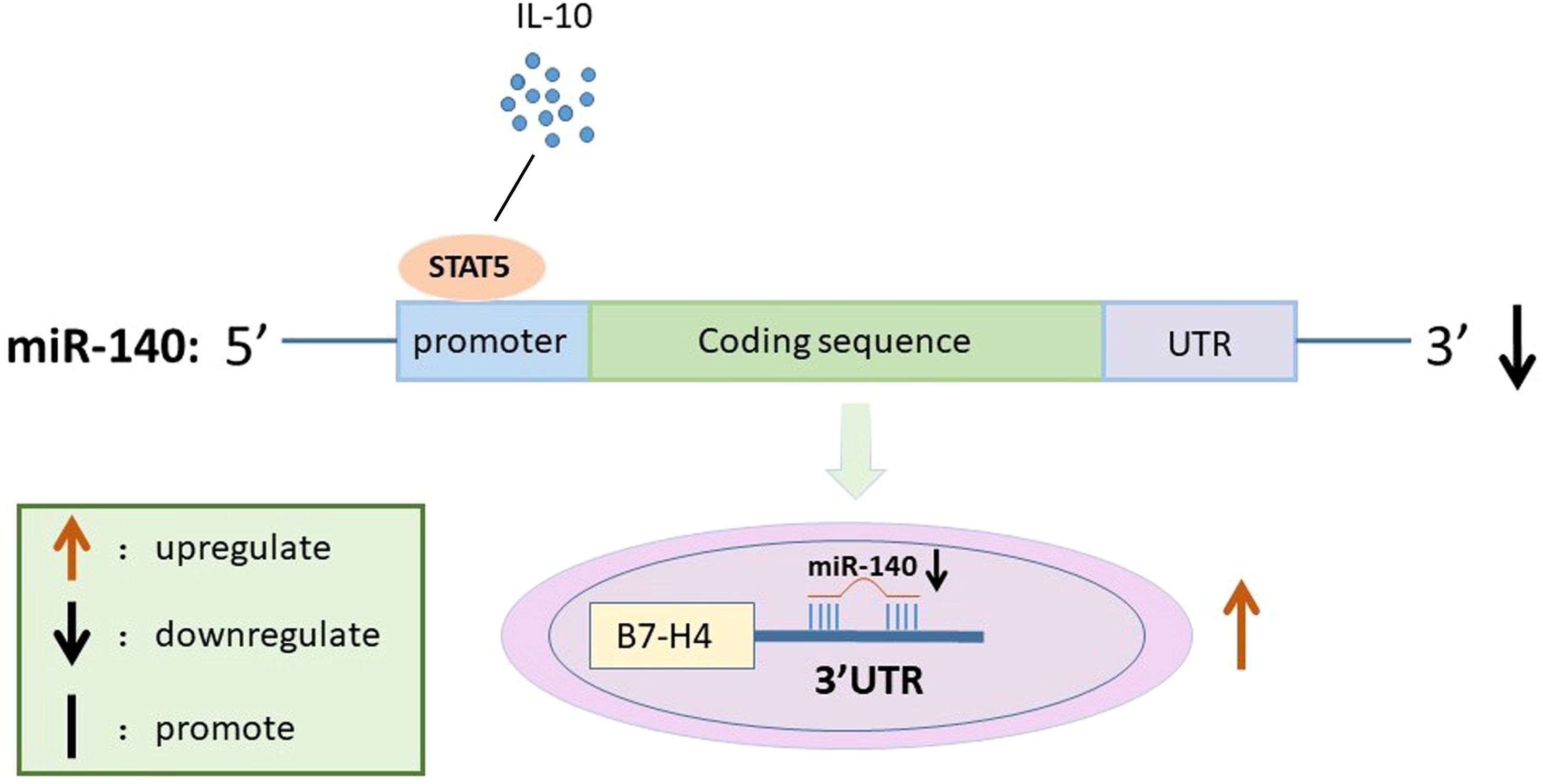Diagram illustrating the regulation of miR-140 by IL-10 and STAT5. IL-10 activates STAT5, inhibiting the miR-140 promoter. A section outlines the downregulation of B7-H4 by miR-140 at the 3' UTR. Symbols indicate upregulation (orange arrow), downregulation (black arrow), and promotion (vertical line).