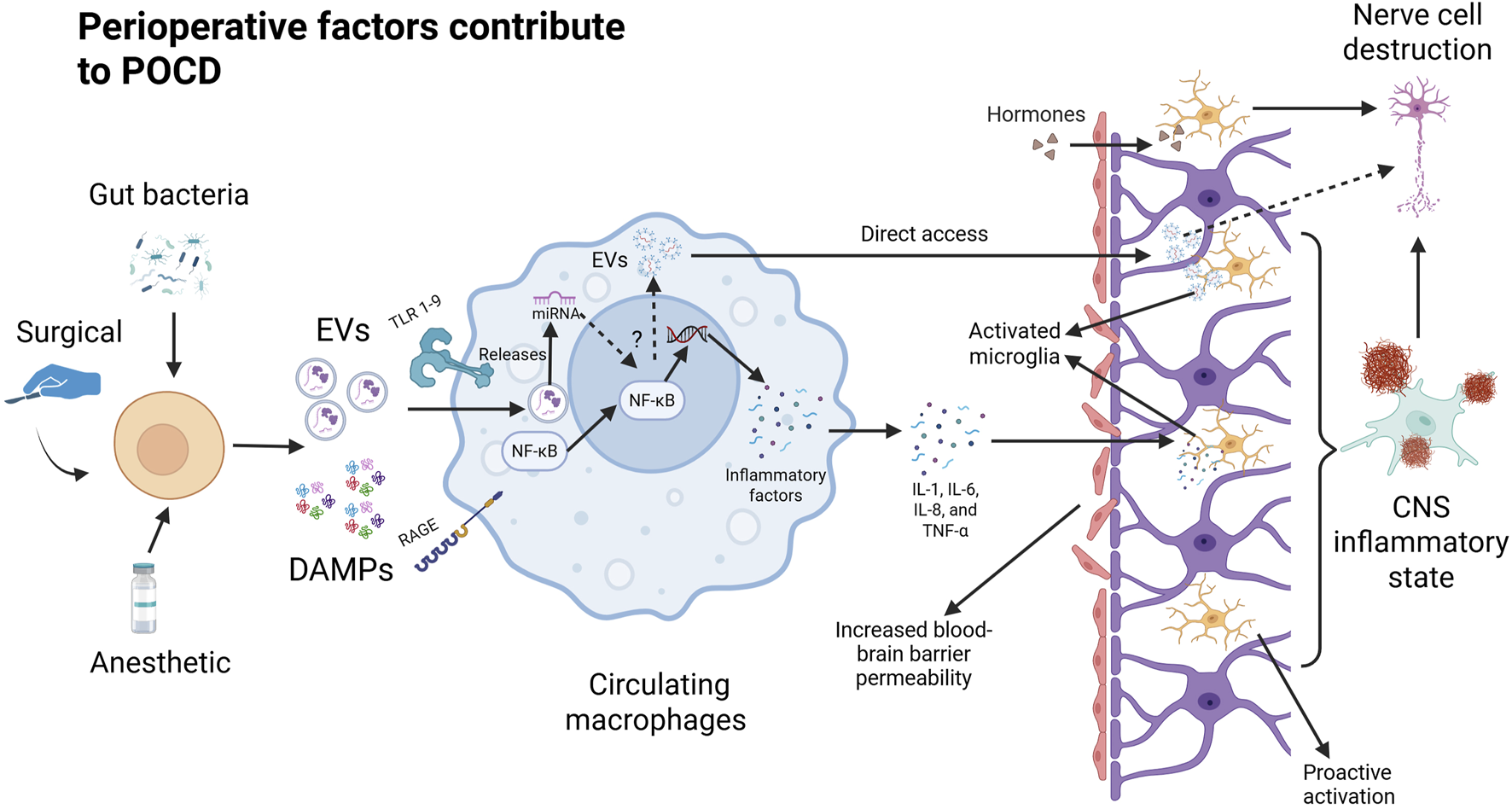 The causes of postoperative cognitive dysfunction (POCD) include surgery, anesthesia, and the gut microbiota. These factors lead to damaged cells releasing EVs and inflammatory factors, prompting macrophages in the circulation to release pro-inflammatory cytokines (IL-1, IL-6, IL-8, TNF-α) and specific EVs, increasing blood-brain barrier permeability and stimulating microglia activation, ultimately inducing a pro-inflammatory state in the central nervous system and causing neuronal damage.