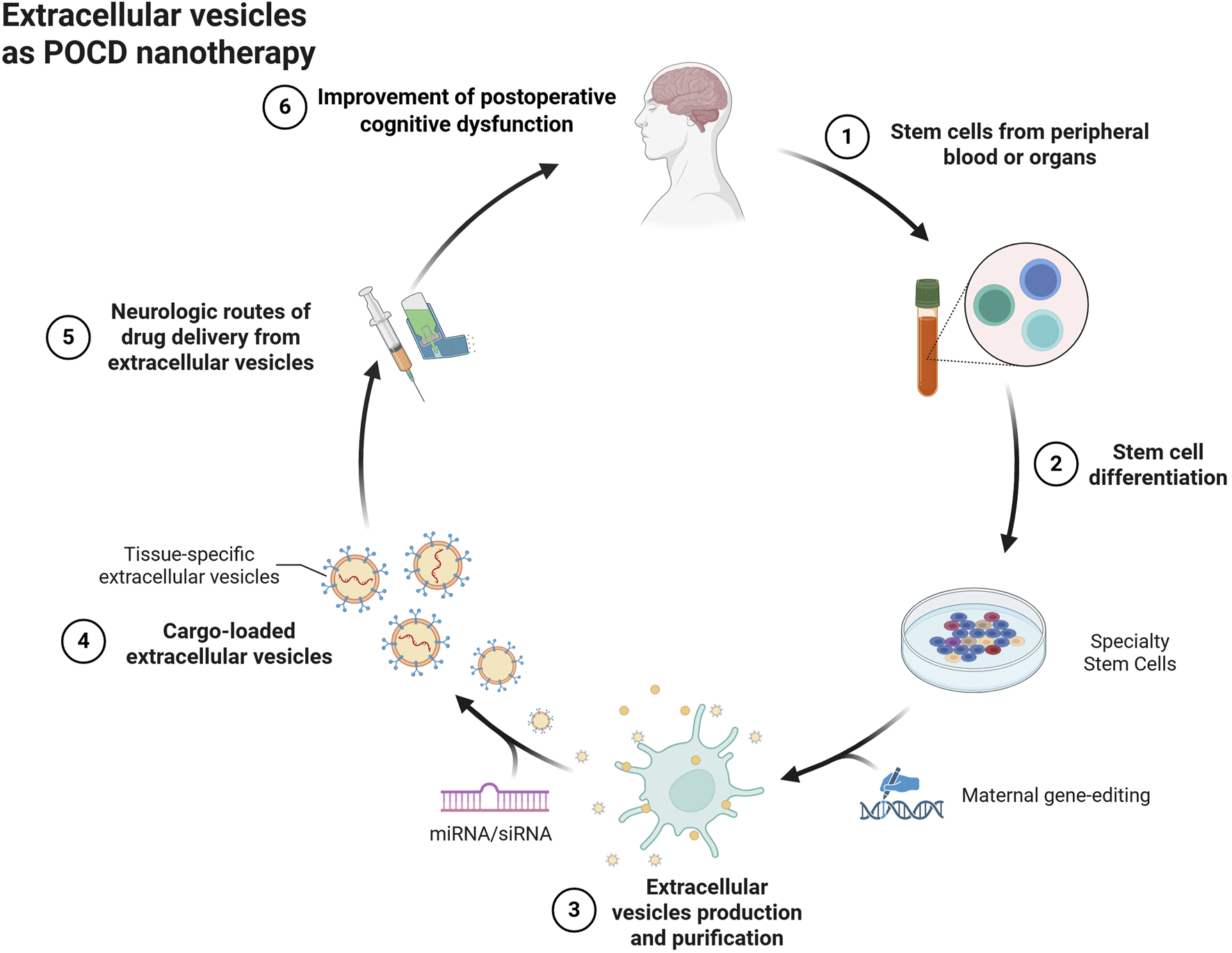 Diagram depicting the process of extracellular vesicles as a nanotherapy for postoperative cognitive dysfunction (POCD). The sequence is as follows: (1) Obtaining stem cells from blood or organs. (2) Differentiating stem cells. (3) Producing and purifying extracellular vesicles with maternal gene-editing. (4) Loading vesicles with cargo like miRNA/siRNA. (5) Delivery of neuroactive drugs via extracellular vesicle routes. (6) Improving postoperative cognitive dysfunction.