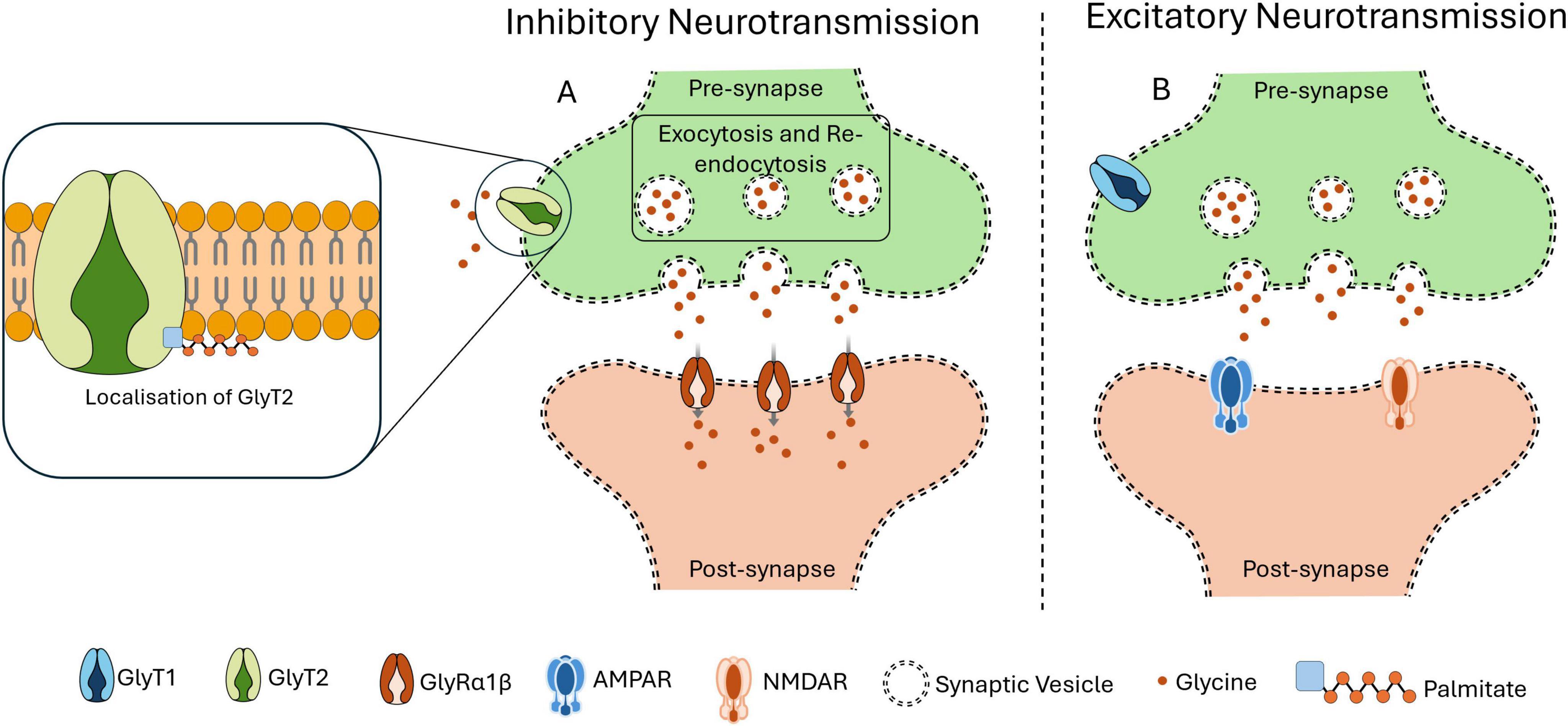Diagram showing inhibitory and excitatory neurotransmission. The left panel illustrates inhibitory neurotransmission with synaptic processes, including exocytosis and re-endocytosis. It highlights the localization of GlyT2. The right panel shows excitatory neurotransmission components. Key elements include synaptic vesicles, glycine, GlyT1, GlyT2, GlyRα1β, AMPAR, NMDAR, and palmitate.