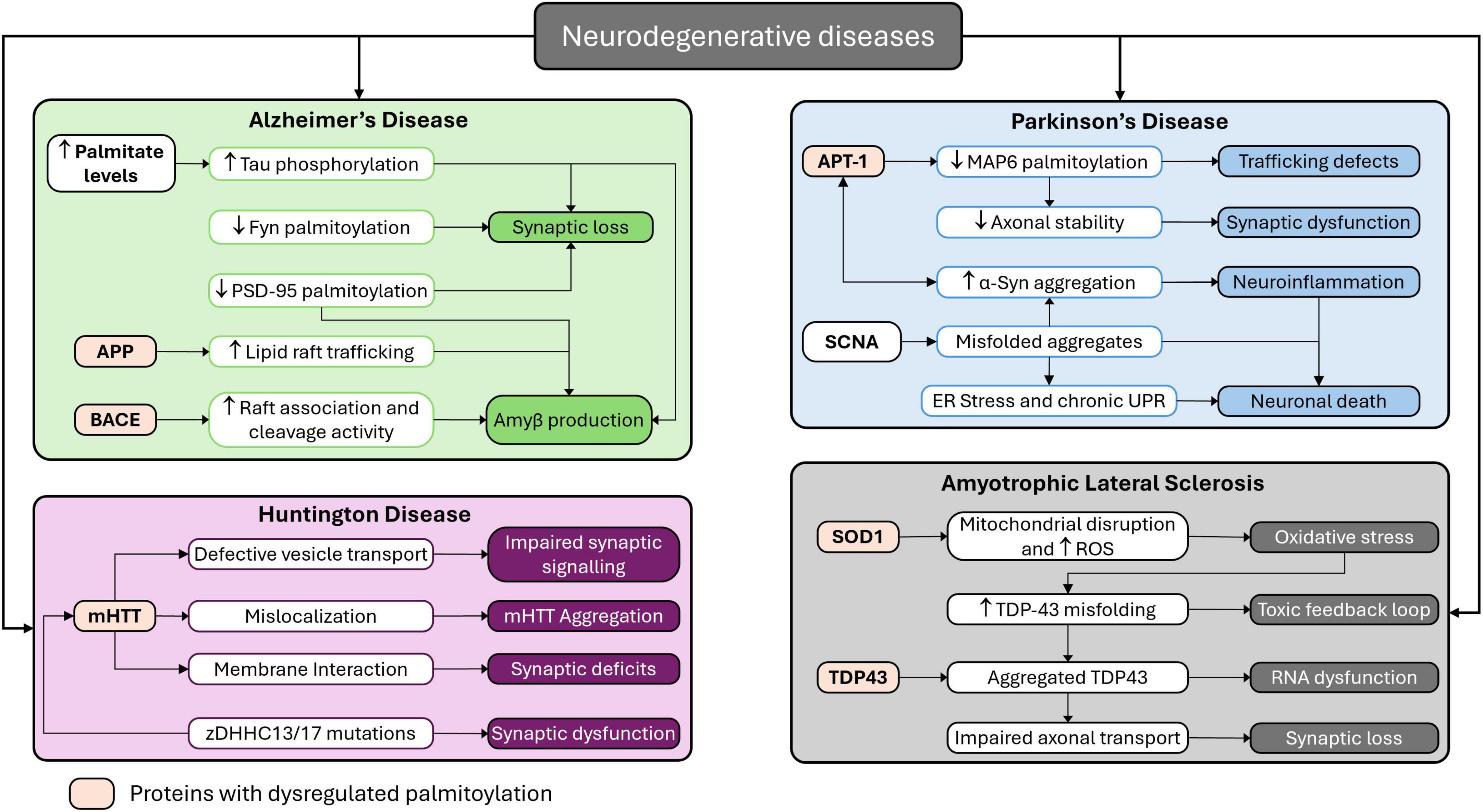Flowchart depicting the role of dysregulated palmitoylation in neurodegenerative diseases. Alzheimer’s disease section shows processes like tau phosphorylation and amyloid-beta production linked to proteins with altered palmitoylation. Parkinson’s disease highlights trafficking defects and synaptic dysfunction with related proteins. Huntington disease outlines vesicle transport and synaptic signaling issues. Amyotrophic lateral sclerosis includes mitochondrial disruption and RNA dysfunction, associated with linked proteins. Each disease is color-coded, and proteins with dysregulated palmitoylation are marked.