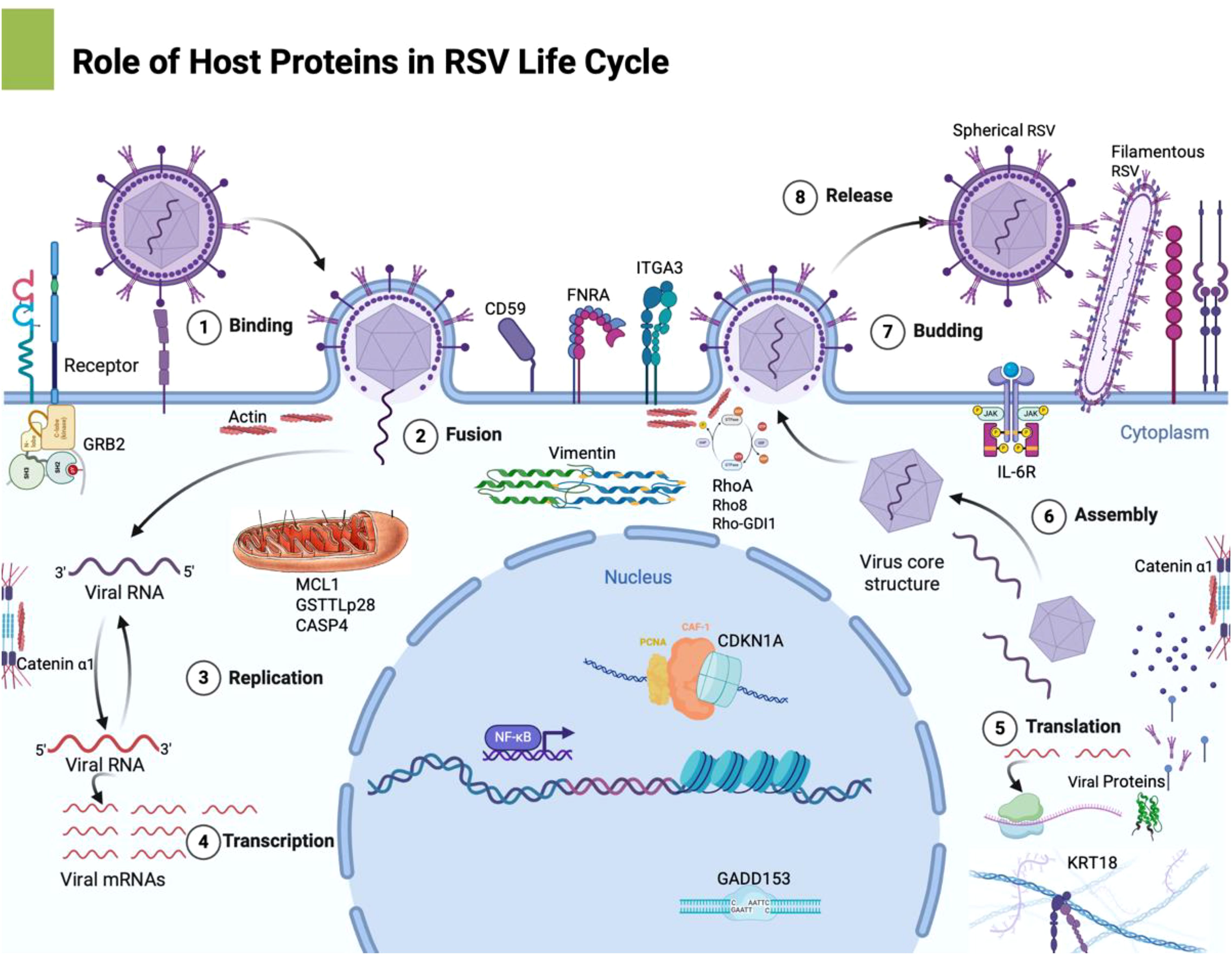 Illustration detailing the role of host proteins in the RSV life cycle. It shows stages: 1) Binding, 2) Fusion, 3) Replication, 4) Transcription, 5) Translation, 6) Assembly, 7) Budding, and 8) Release. Host proteins like GRB2, CD59, Vimentin, and IL-6R are depicted interacting with viral components. Cellular processes involve viral RNA replication and assembly within the nucleus and cytoplasm. The image visually links each stage with corresponding proteins, emphasizing the complex interaction network.