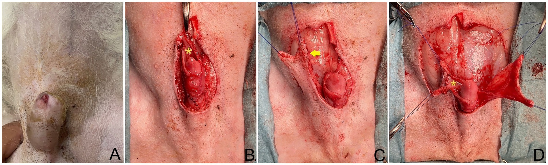 A series of four medical images labeled A to D depicting a surgical procedure on an animal. Image A shows a close-up of the affected area with visible skin texture. Image B displays an incision revealing underlying tissue with a star marker. Image C shows further surgical exposure with a yellow arrow indicating a specific area. Image D illustrates the final stage of the procedure with deeper tissue layers exposed and sutures visible, marked by a star.