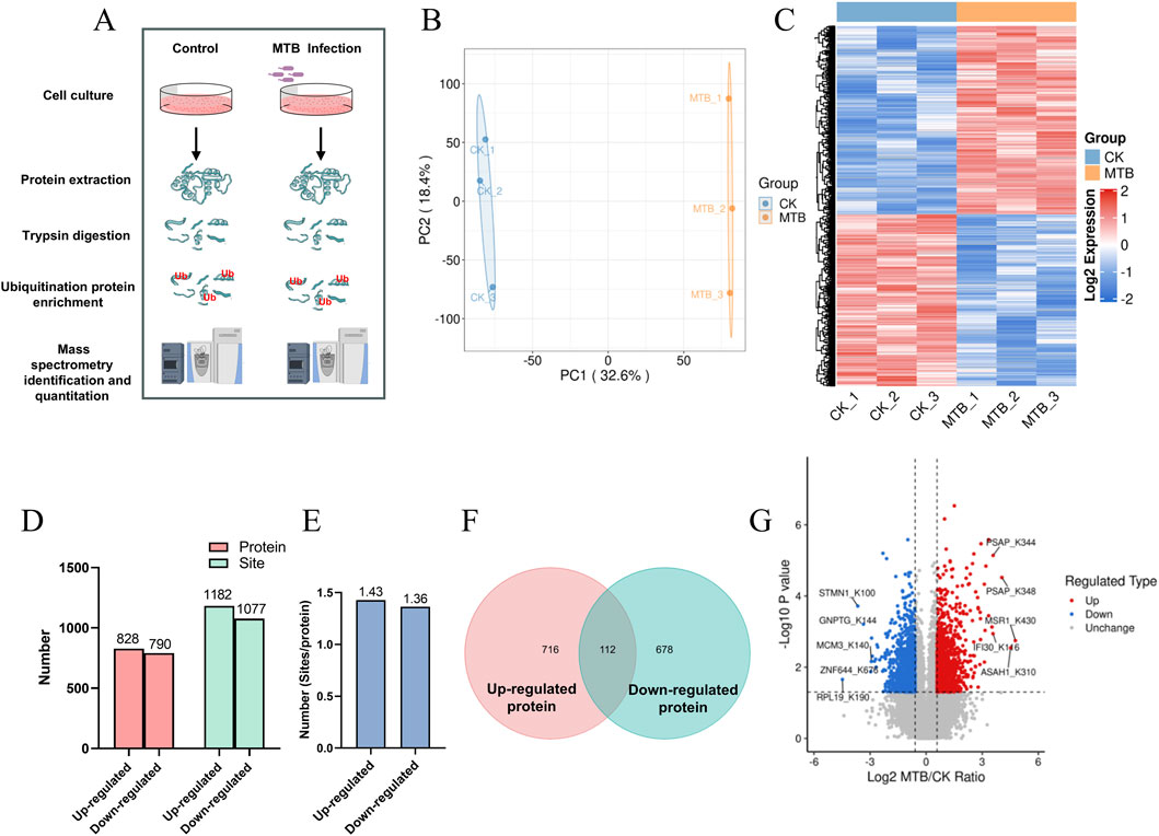 A scientific figure with multiple panels showing data related to Mycobacterium tuberculosis (MTB) infection:A) Workflow diagram showing cell culture, protein extraction, trypsin digestion, ubiquitination enrichment, and mass spectrometry. B) Principal Component Analysis plot with distinct separation between control (CK) and MTB groups. C) Heatmap displaying log2 expression levels of proteins, with blue to red gradient for CK and MTB groups. D) Bar graph of up-regulated and down-regulated proteins and sites. E) Bar graph showing the number of sites per protein. F) Venn diagram illustrating overlap between up-regulated and down-regulated proteins. G) Volcano plot showing distribution of proteins based on significance and fold change.