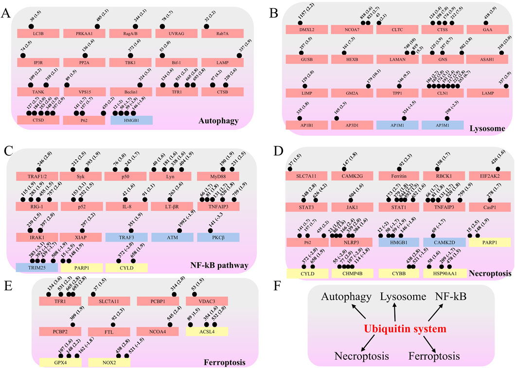 Domains A through E contain pathways related to autophagy, lysosome, NF-kB, necroptosis, and ferroptosis, respectively, using color gradients and labels. Domain F visually links these pathways to the ubiquitin system with arrows. Each domain lists various proteins with numerical values, representing some form of measurement or categorization, alongside circular markers. The layout is systematically arranged to reflect interconnected biological processes.