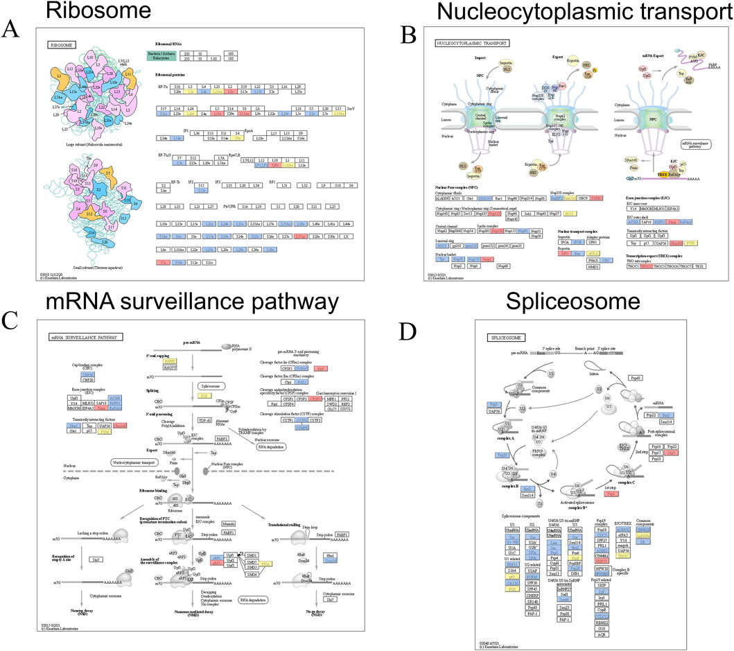 Diagram with four panels showing biological pathways and components:A) Ribosome illustration detailing ribosomal RNA and proteins.B) Nucleocytoplasmic transport diagram depicting import and export pathways across the nuclear pore.C) mRNA surveillance pathway showing steps in mRNA processing and decay mechanisms.D) Spliceosome graphic illustrating components and processes involved in mRNA splicing.