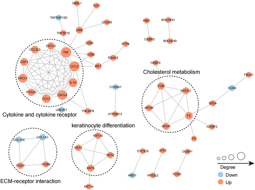 Network diagram illustrating gene interactions across four biological processes: