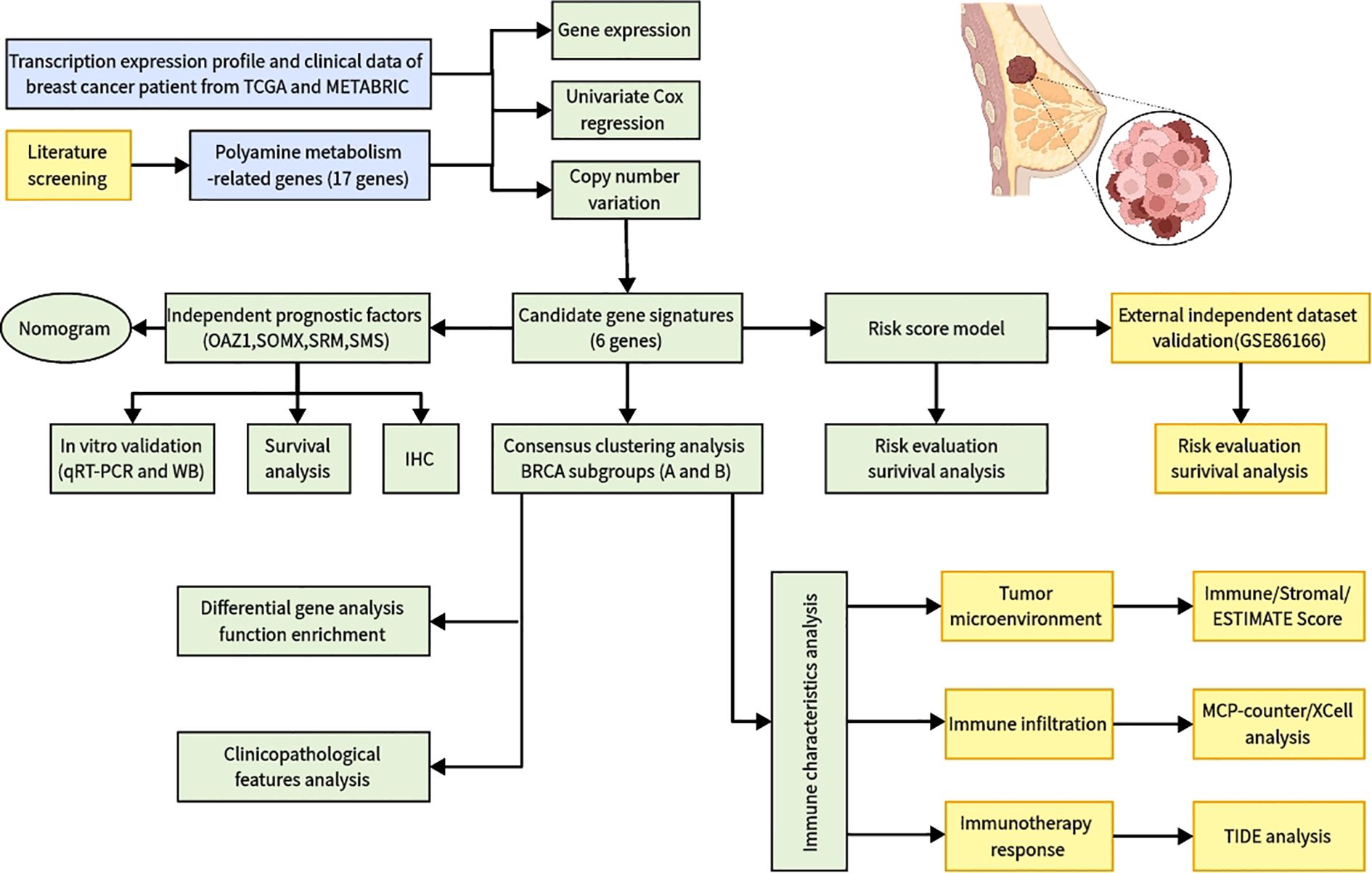 Flowchart detailing the analysis of breast cancer patient data. It includes pathways for gene expression, Cox regression, and copy number variation, leading to candidate gene signatures. These influence risk score modeling and dataset validation. Sections cover nomogram, in vitro validation, survival analysis, differential gene analysis, immune characteristics, tumor microenvironment, immune infiltration, immunotherapy response, and associated analyses like qRT-PCR, WB, IHC, MCP-counter, XCELL, TIDE, and ESTIMATE scores. Top right illustration of breast tissue highlights cancerous growth.