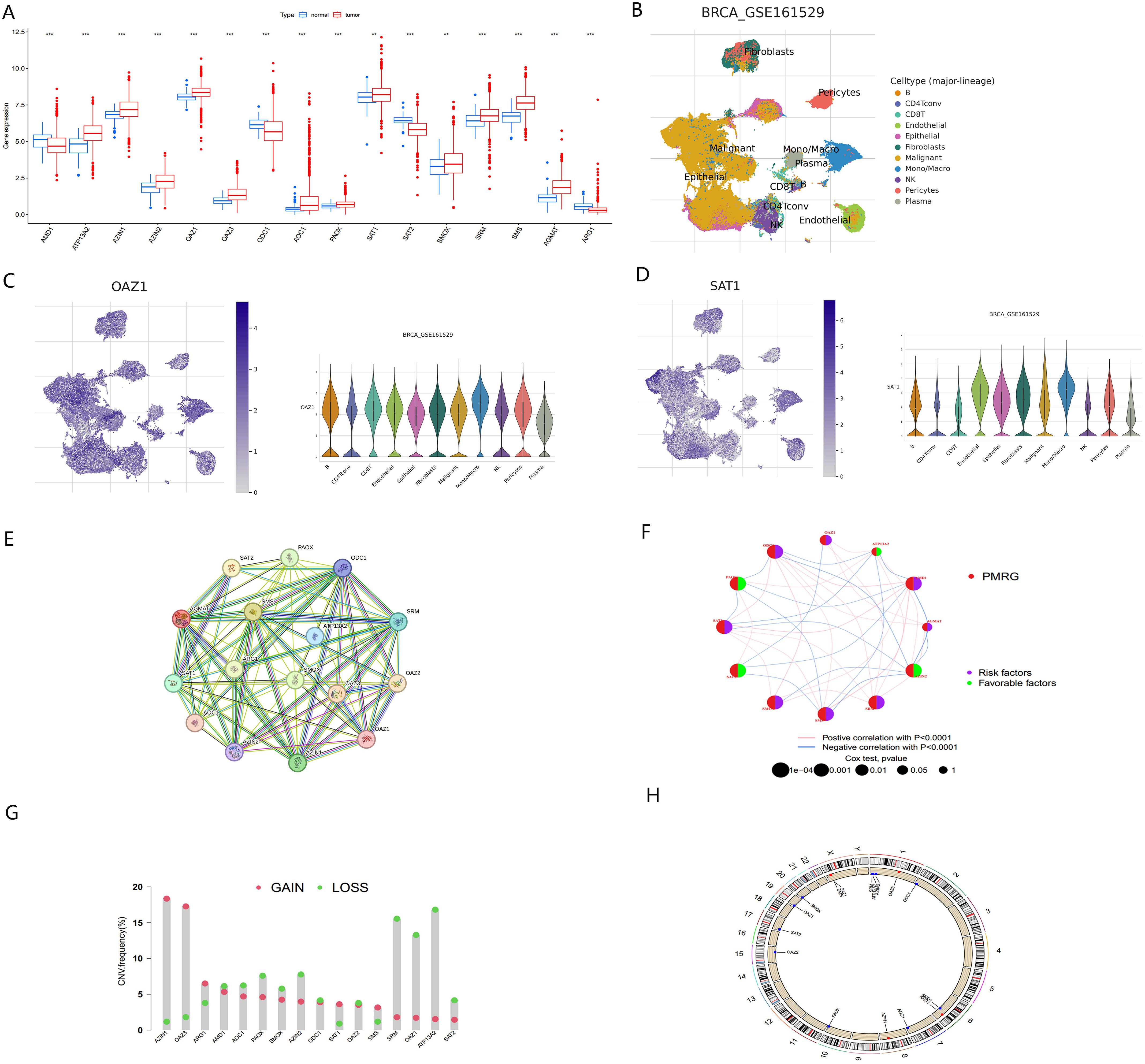 Image with multiple components: A: Box plots showing gene expression for normal and tumor samples, indicating significant differences. B: Scatter plot identifying cell types in a dataset. C and D: UMAP plots and violin plots displaying expression levels of OAZ1 and SAT1 genes across different cell types. E: Network diagram illustrating gene interactions. F: Network visualization of PMRG with pie charts showing risk and favorable factors. G: Bar chart depicting copy number variations (CNVs) with gains and losses. H: Circular plot mapping gene locations on chromosomes.