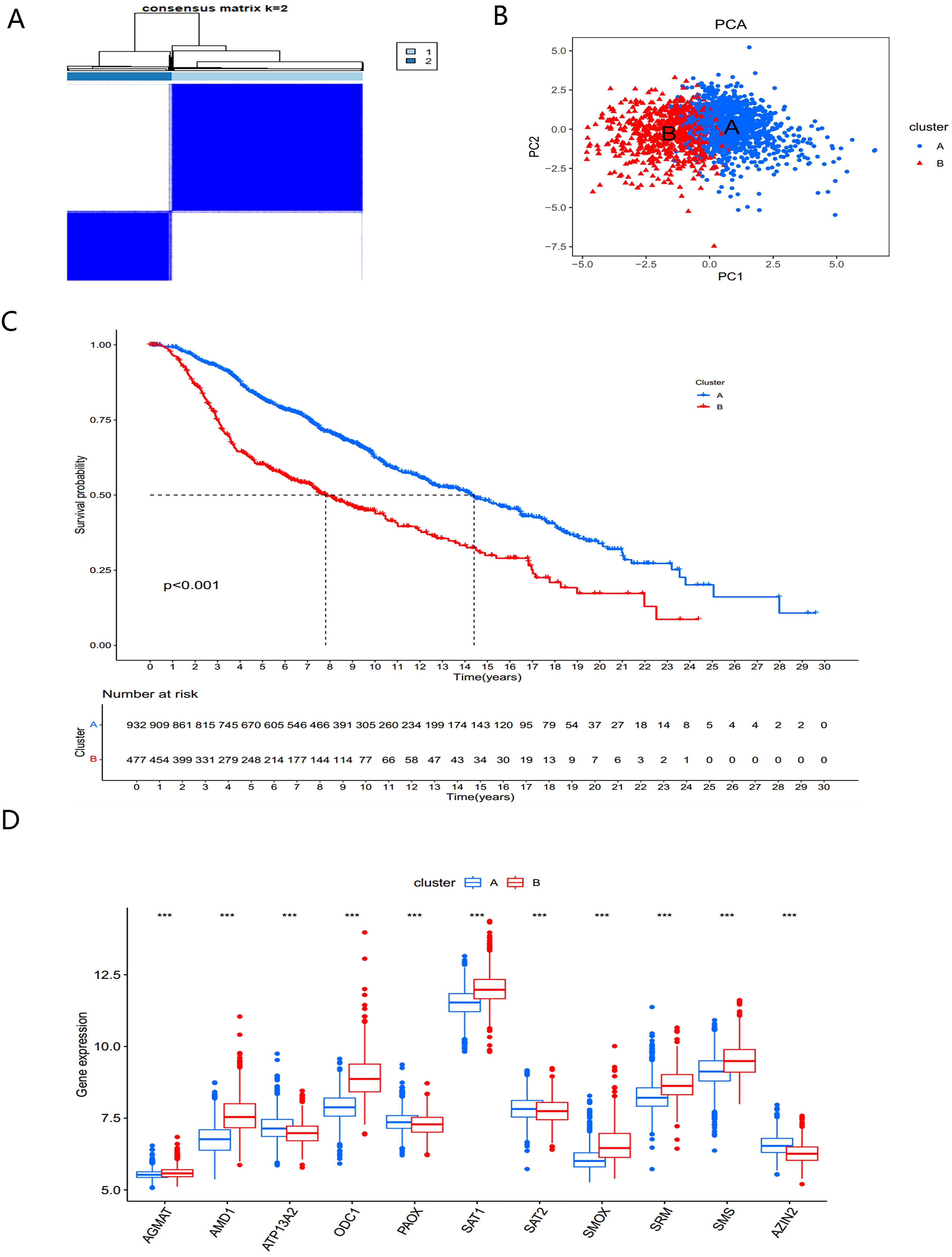 Four panels depict clustering and data analysis. Panel A shows a consensus matrix heatmap for k=2, with two distinct clusters. Panel B presents a PCA plot differentiating clusters A and B, using blue dots and red triangles. Panel C is a survival plot comparing clusters A and B, indicating a significant difference with p<0.001. Panel D displays box plots of gene expression for various genes across clusters A and B, highlighting significant differences with stars.