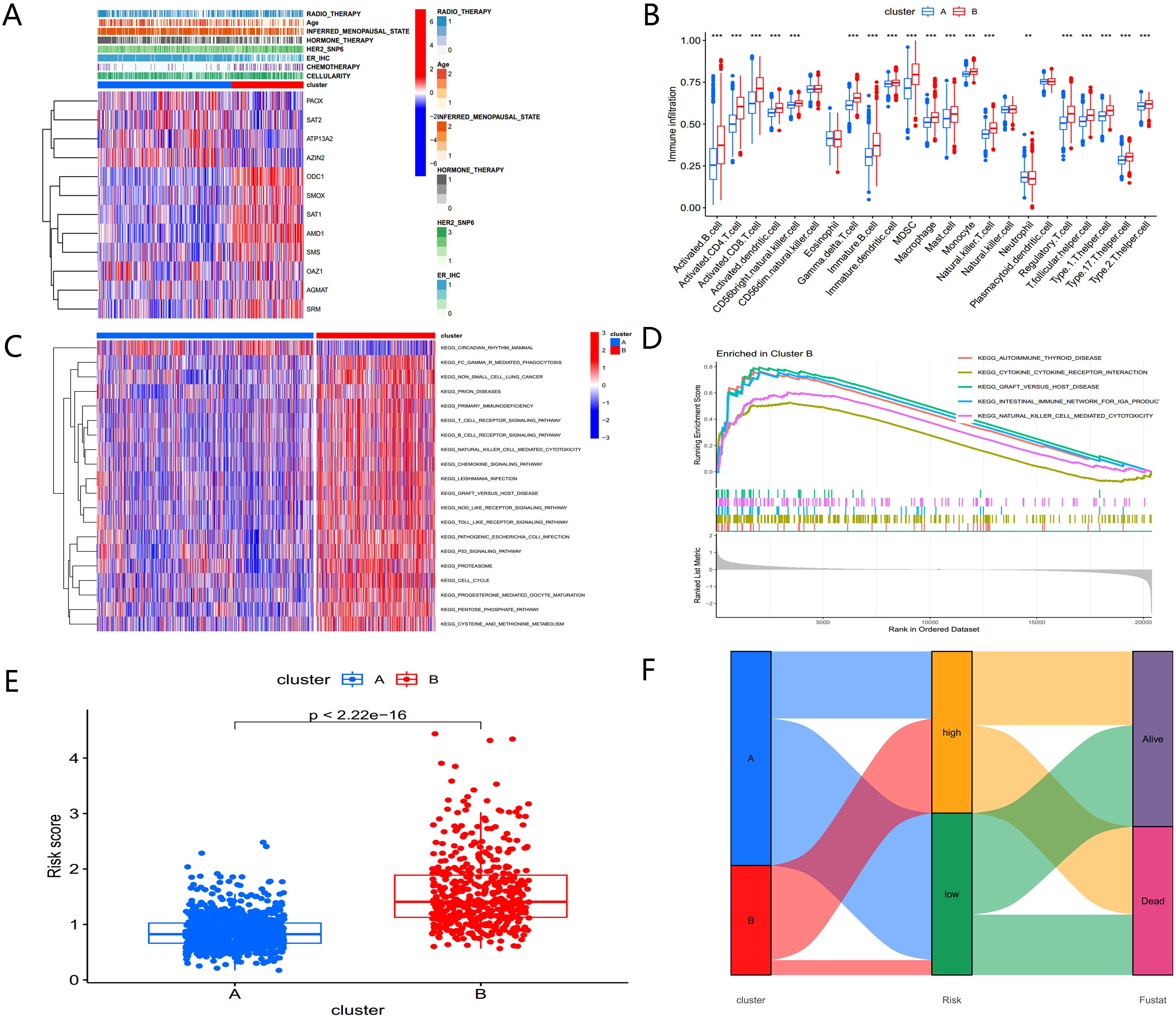 Six-panel figure analyzing two clusters, A and B. Panel A shows a heatmap with gene expression and clinical factors. Panel B is a box plot comparing immune infiltration between clusters. Panel C presents a heatmap of differentially expressed genes. Panel D displays enrichment analysis for Cluster B, highlighting pathways like thyroid disease. Panel E is a box plot of risk scores, showing significant differences between clusters. Panel F is a Sankey diagram linking clusters with risk levels and survival outcomes.