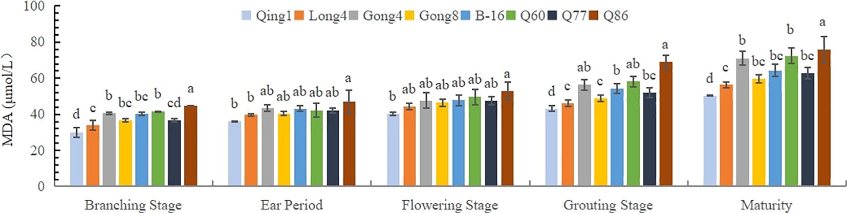 Bar chart comparing MDA levels in different treatments (Qing1, Long4, Gong4, Gong8, B-16, Q60, Q77, Q86) across five growth stages: Branching, Ear Period, Flowering, Grouting, and Maturity. Each treatment is indicated with a different color, and data are labeled with letters indicating statistical significance.