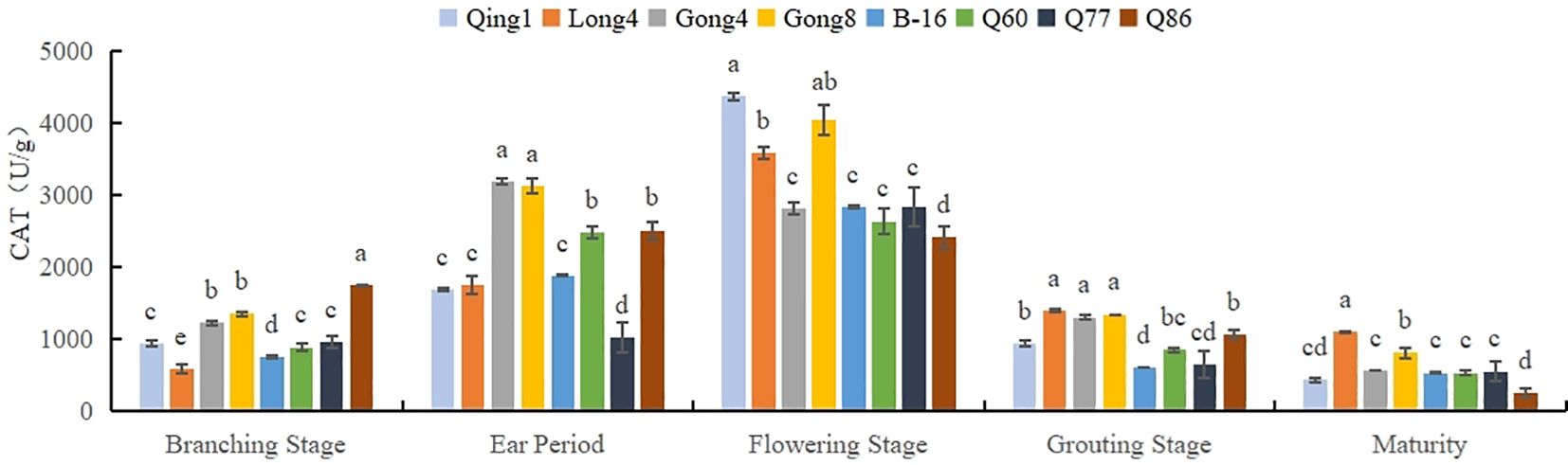 Bar graph showing CAT activity (U/g) across different growth stages: Branching, Ear Period, Flowering, Grouting, and Maturity. Nine varieties (Qing1, Long4, Gong4, Gong8, B-16, Q60, Q77, Q86) are compared. Error bars indicate variation. Each stage shows distinct activity levels, with letters above bars marking statistical group differences.