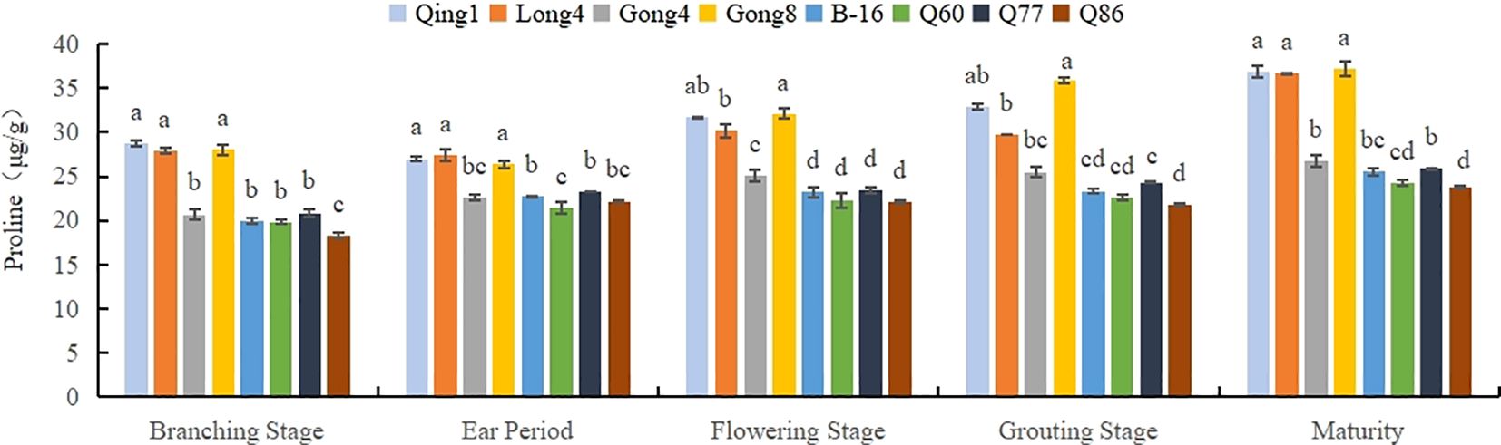Bar chart comparing proline content in µg/g across different growth stages (Branching, Ear Period, Flowering, Grouting, Maturity) for various samples (Qing1, Long4, Gong4, Gong8, B-16, Q60, Q77, Q86). Error bars present, with values labeled ‘a’ to ‘d’ indicating statistical significance. Qing1 consistently shows high proline levels.