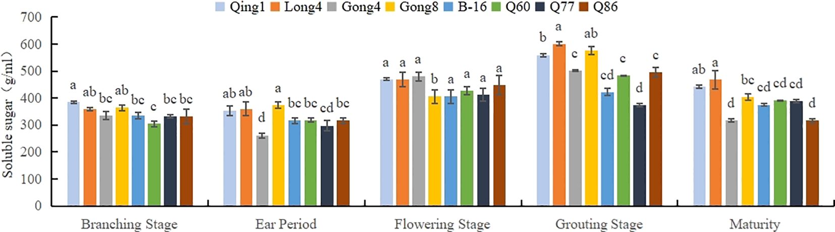 Bar chart comparing soluble sugar content across different growth stages for eight plant varieties: Qing1, Long4, Gong4, Gong8, B-16, Q60, Q77, and Q86. Stages include Branching, Ear Period, Flowering, Grouting, and Maturity. Values range from approximately 300 to 700 grams per milliliter, with labeled statistical differences indicated by letters above bars.