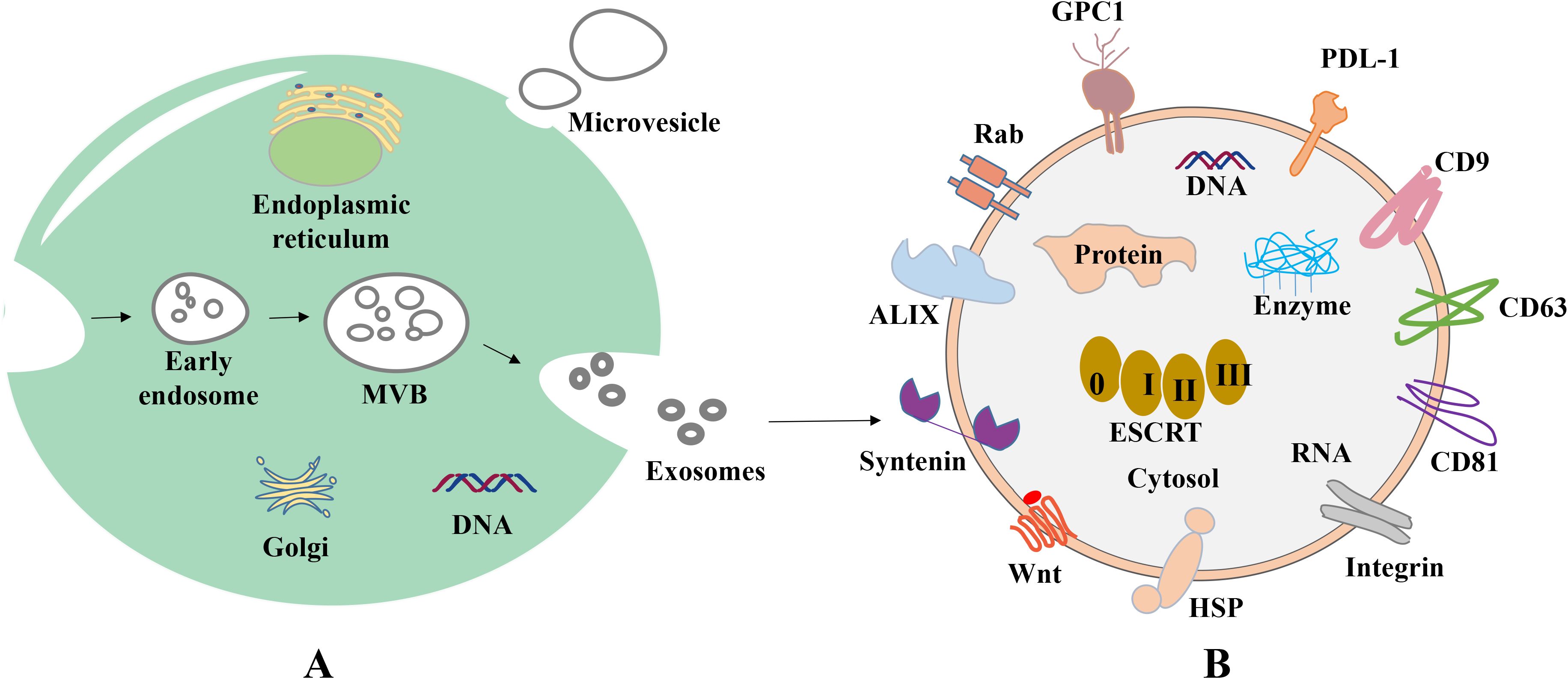 Diagram illustrating exosome biogenesis and structure. Panel A shows exosome formation from early endosomes to multivesicular bodies (MVB) and Golgi involvement, highlighted with DNA presence. Panel B depicts the exosome structure, including proteins like ALIX, Syntenin, and components like RNA, DNA, enzymes, and surface markers such as CD9, CD63, CD81, GPC1, PDL-1, and integrins.
