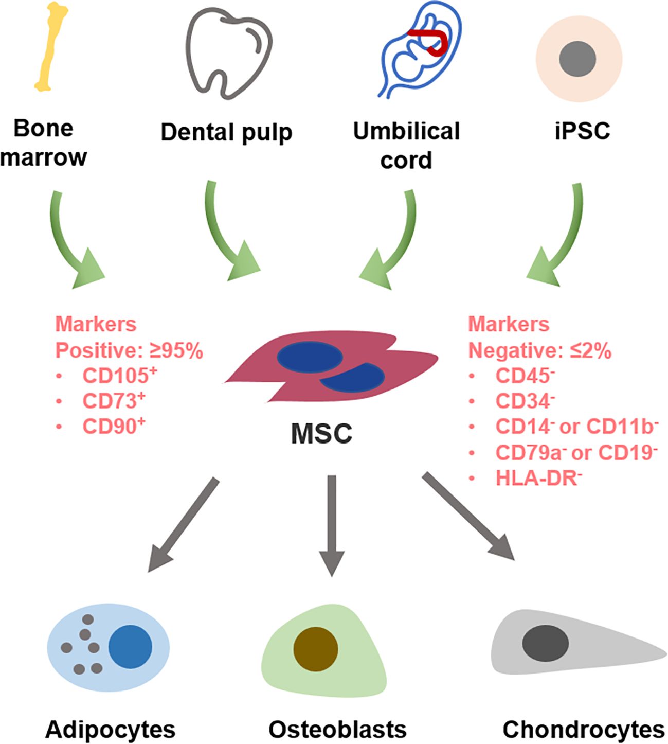 Diagram illustrating sources and differentiation of mesenchymal stem cells (MSCs). Bone marrow, dental pulp, umbilical cord, and induced pluripotent stem cells (iPSCs) are shown as sources. MSCs, with positive markers CD105, CD73, and CD90 (≥95%) and negative markers like CD45 (≤2%), differentiate into adipocytes, osteoblasts, and chondrocytes.