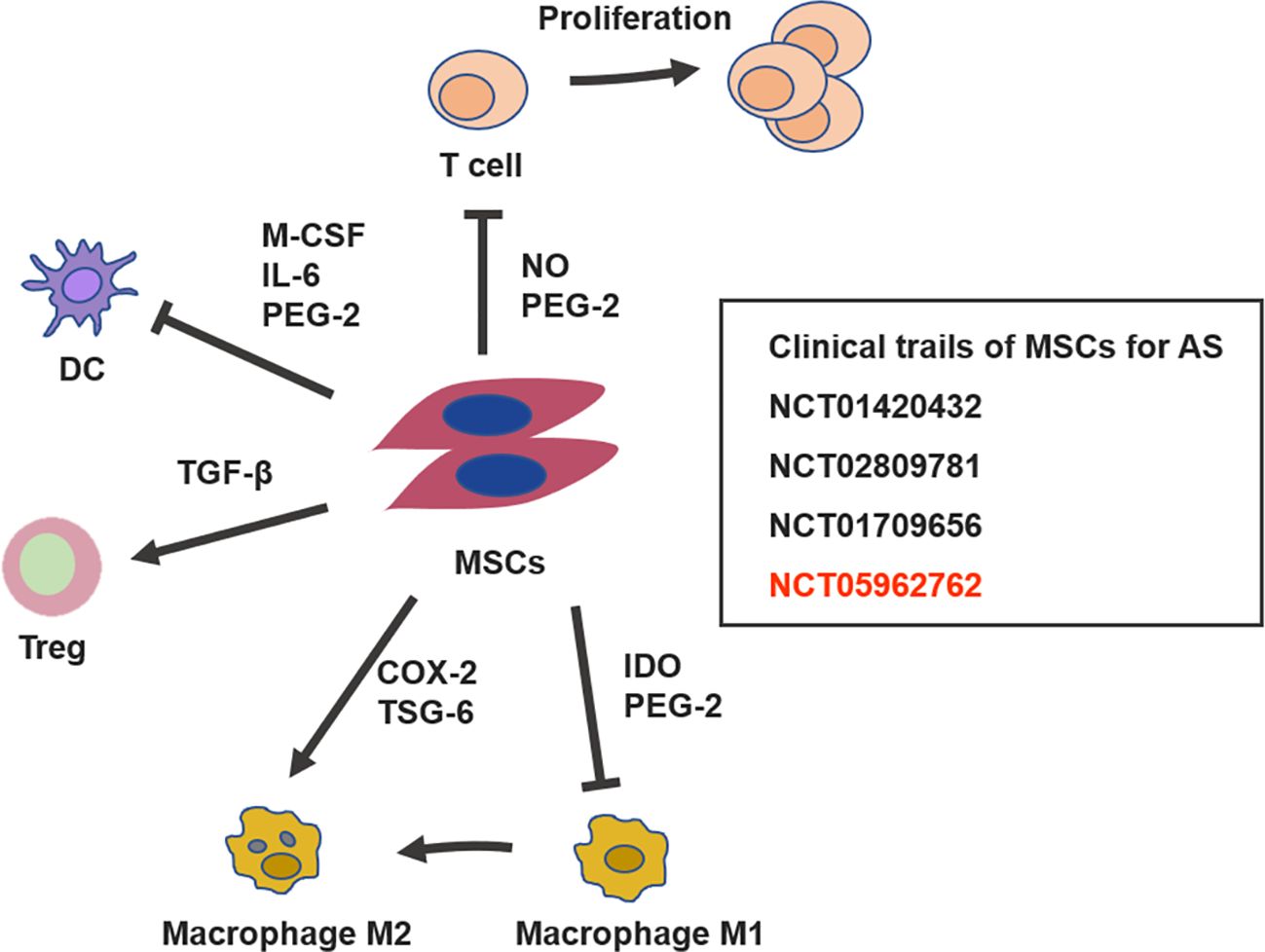 Diagram illustrating the immune modulation by mesenchymal stem cells (MSCs). MSCs affect dendritic cells (DCs), T cells, and regulatory T cells (Tregs) through signaling molecules like M-CSF, IL-6, PEG-2, and TGF-β. MSCs influence macrophages, converting M1 to M2 via COX-2, TSG-6, IDO, and PEG-2. T cell proliferation is controlled. A box lists clinical trials for MSCs in ankylosing spondylitis (AS): NCT01420432, NCT02809781, NCT01709656, and NCT05962762.