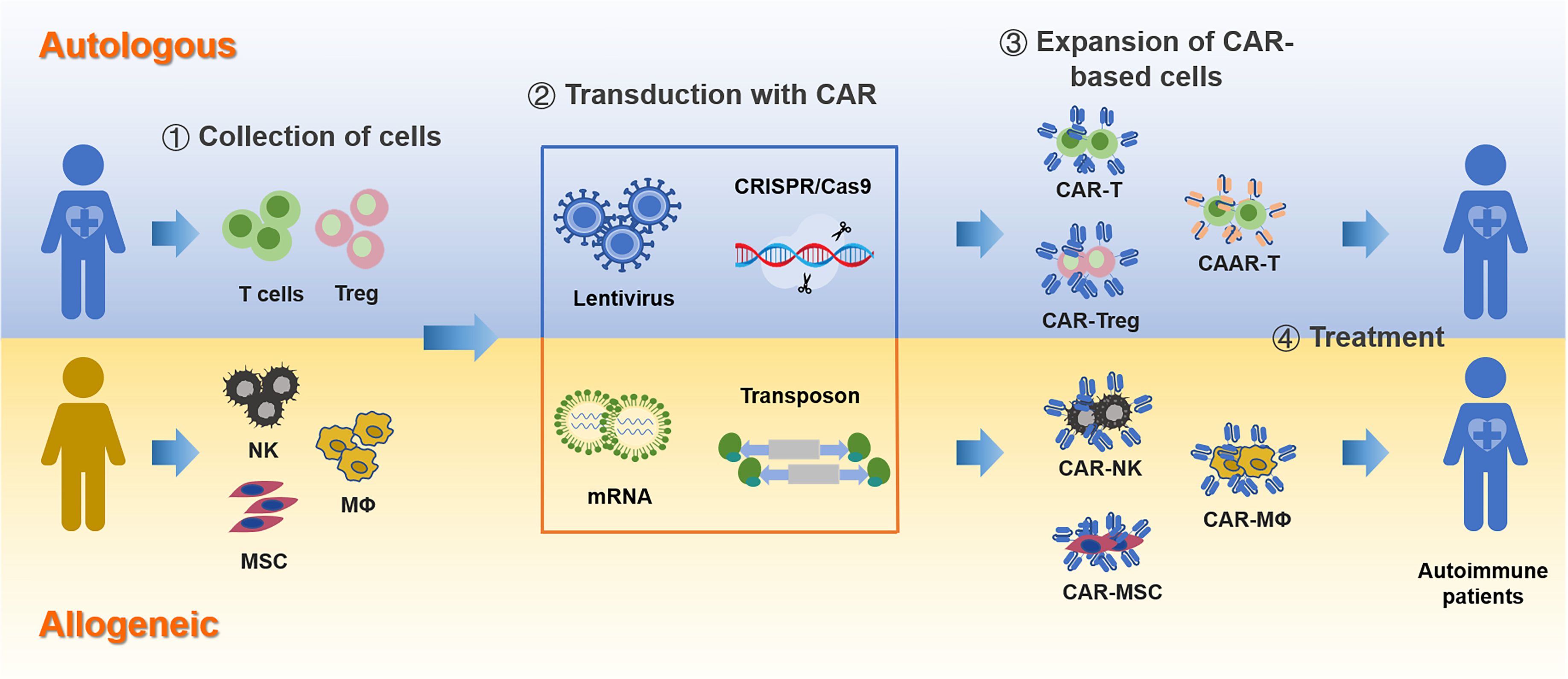 Schematic diagram showing two approaches for CAR-based cell therapy: autologous and allogeneic. Autologous involves collecting T cells and Tregs from a patient, transducing them with CAR using lentivirus, CRISPR/Cas9, mRNA, or transposon, expanding CAR-T, CAR-Treg, and CAAR-T cells, and treating the same patient. Allogeneic involves collecting NK cells, macrophages, and MSCs from a donor, implementing similar transduction and expansion, resulting in CAR-NK, CAR-MΦ, and CAR-MSC cells, used to treat autoimmune patients.
