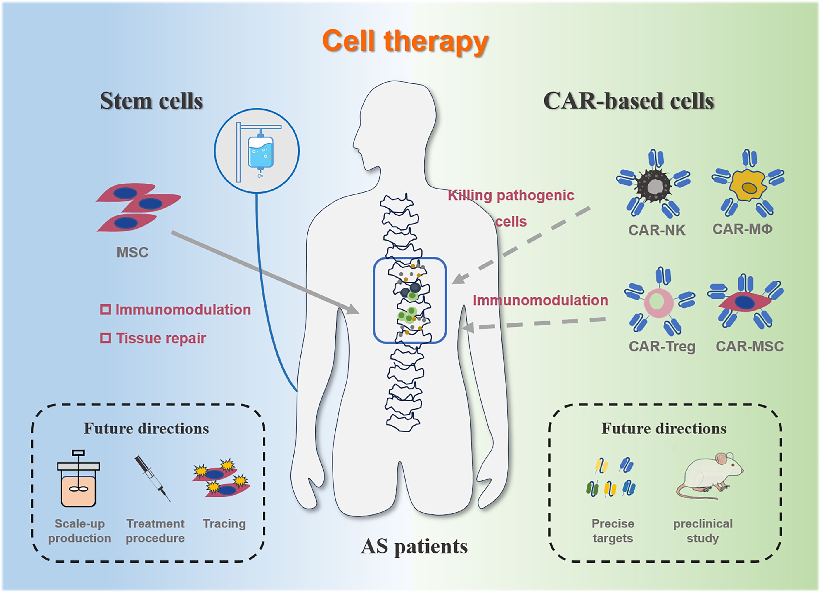 Diagram illustrating cell therapy for AS patients. Left side shows stem cells focusing on immunomodulation and tissue repair with MSC usage. Right side displays CAR-based cells, including CAR-NK, CAR-MΦ, CAR-Treg, and CAR-MSC, aimed at killing pathogenic cells and immunomodulation. Future directions include scale-up production, treatment procedures, and tracing for stem cells, and precise targets with preclinical studies for CAR-based cells.