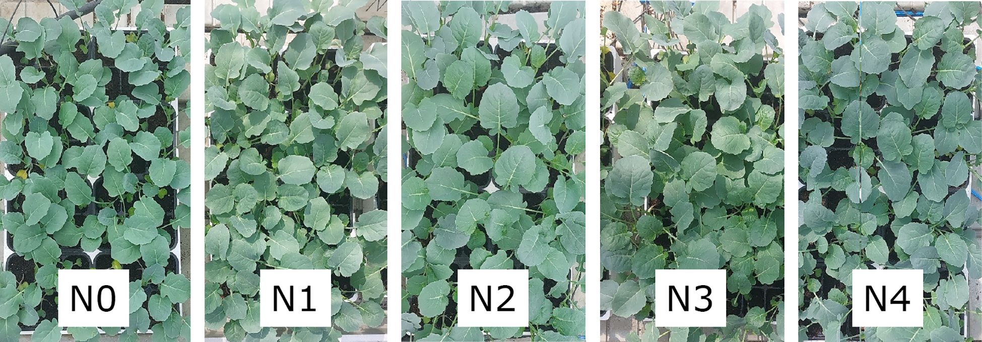 Five panels of young plant seedlings in trays labeled from left to right: N0, N1, N2, N3, and N4, showing variances in growth and leaf size.