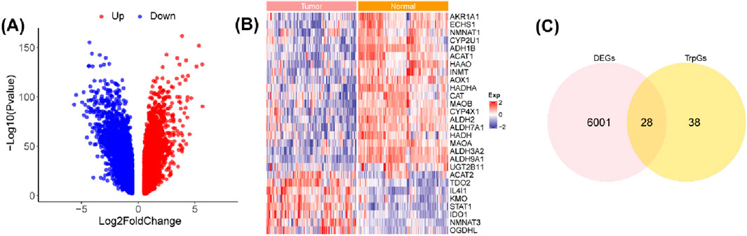 Panel A shows a volcano plot with blue and red dots representing downregulated and upregulated genes, respectively, highlighting the Log2FoldChange and -Log10(P-value). Panel B is a heatmap contrasting gene expression in tumor and normal samples, with a gradient from blue to red. Panel C is a Venn diagram showing overlap between DEGs and TrpGs, with 6,001 DEGs, 38 TrpGs, and 28 shared.