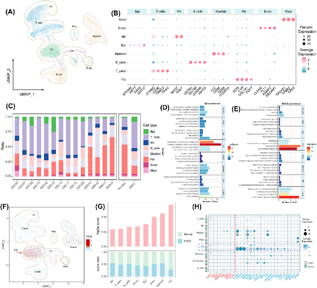 (A) Visualization of cell clusters using UMAP, showing distinct groups like T cells, NK cells, and Myeloid. (B) Dot plot detailing gene expression across different cell types with varying expression levels and percentages. (C) Bar chart depicting the ratio of cell types in various samples and their distributions. (D) GO enrichment analysis displayed with a bar graph highlighting different biological processes. (E) KEGG enrichment analysis showing pathway involvement with significance levels. (F) UMAP plot indicating Trg cells and their spatial distribution. (G) Bar charts comparing Trg scores and B cell ratios between Normal and ESCC samples. (H) Scatter plot illustrating expression of certain genes, differentiated by sample type and average expression levels.
