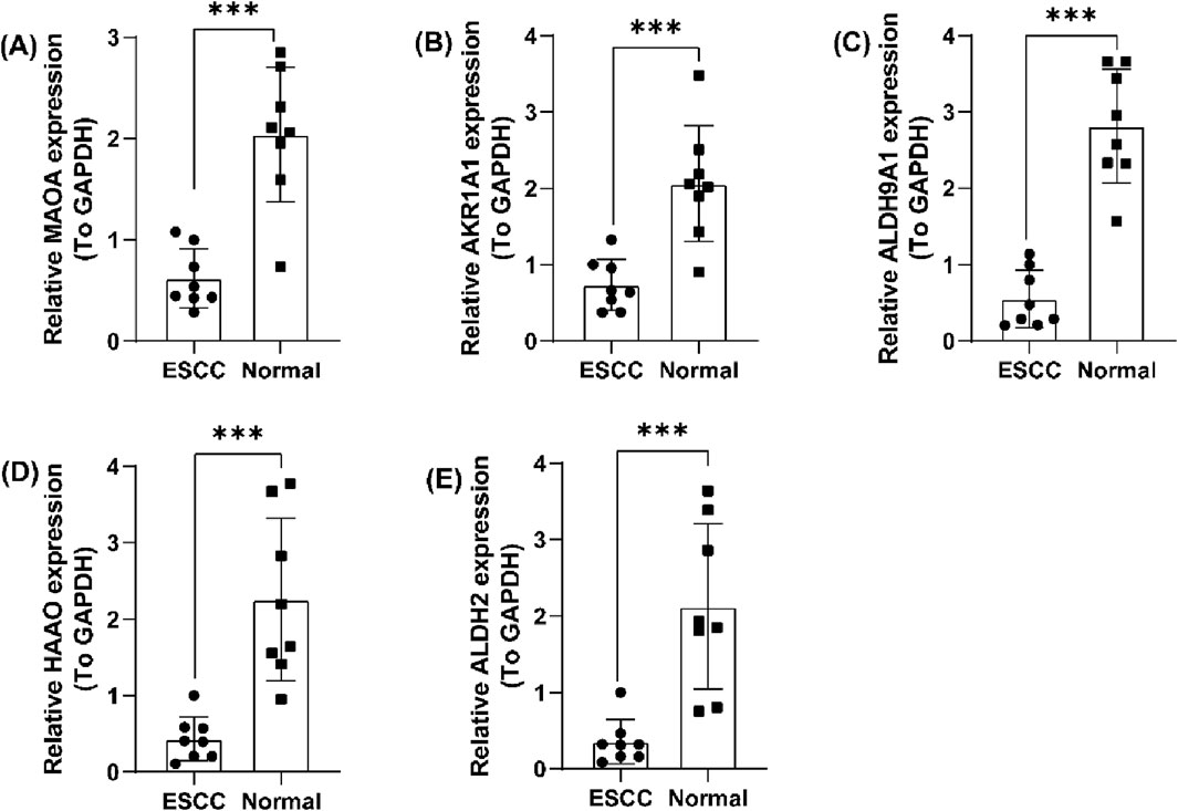 Bar graphs compare the relative expression of five genes (MAOA, AKR1A1, ALDH9A1, HAAO, and ALDH2) between ESCC (esophageal squamous cell carcinoma) and normal tissues, normalized to GAPDH. In each graph, normal tissues show significantly higher expression levels than ESCC tissues, indicated by asterisks denoting statistical significance (***). Error bars represent variability.