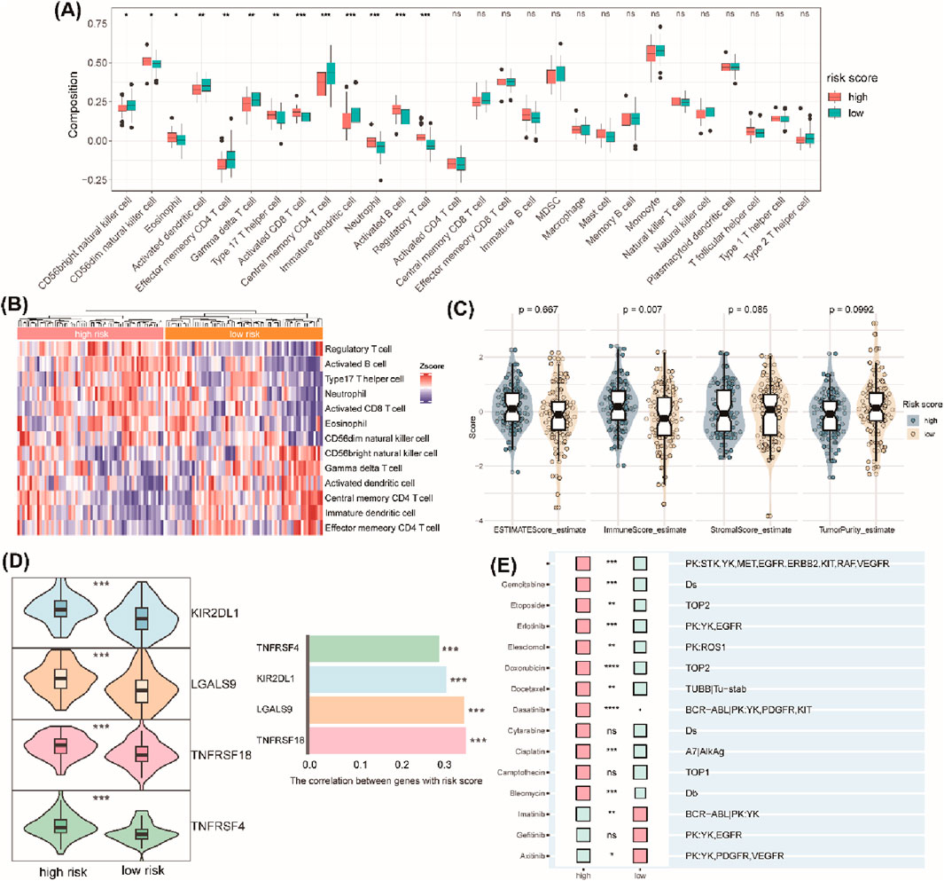 (A) Box plots showing the composition of various immune cells for high and low risk scores. (B) Heatmap depicting the z-score of immune cell compositions, differentiated by high and low risk. (C) Violin plots comparing high and low risk scores for estimates of tumor microenvironment components with p-values. (D) Violin plots and bar graphs illustrating gene correlations with risk scores, marked by significance levels. (E) Table listing compounds with a visual indicator of significance for high and low risk scores against several gene targets.