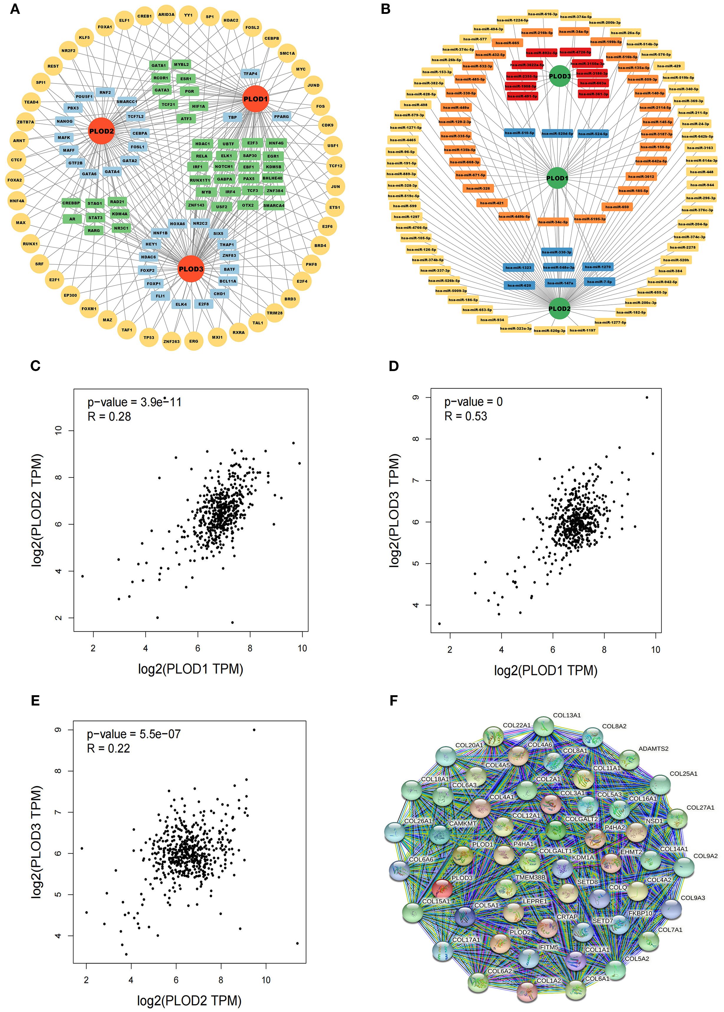 A: Circular network diagram showing interactions among genes, with PLOD1, PLOD2, and PLOD3 highlighted. B: Another network diagram focusing on interactions in a hierarchical structure centered around PLOD genes. C, D, E: Scatter plots showing correlations between expression levels of PLOD genes, with correlation coefficients and p-values indicated. F: Protein-protein interaction network highlighting connections among collagen-related proteins.