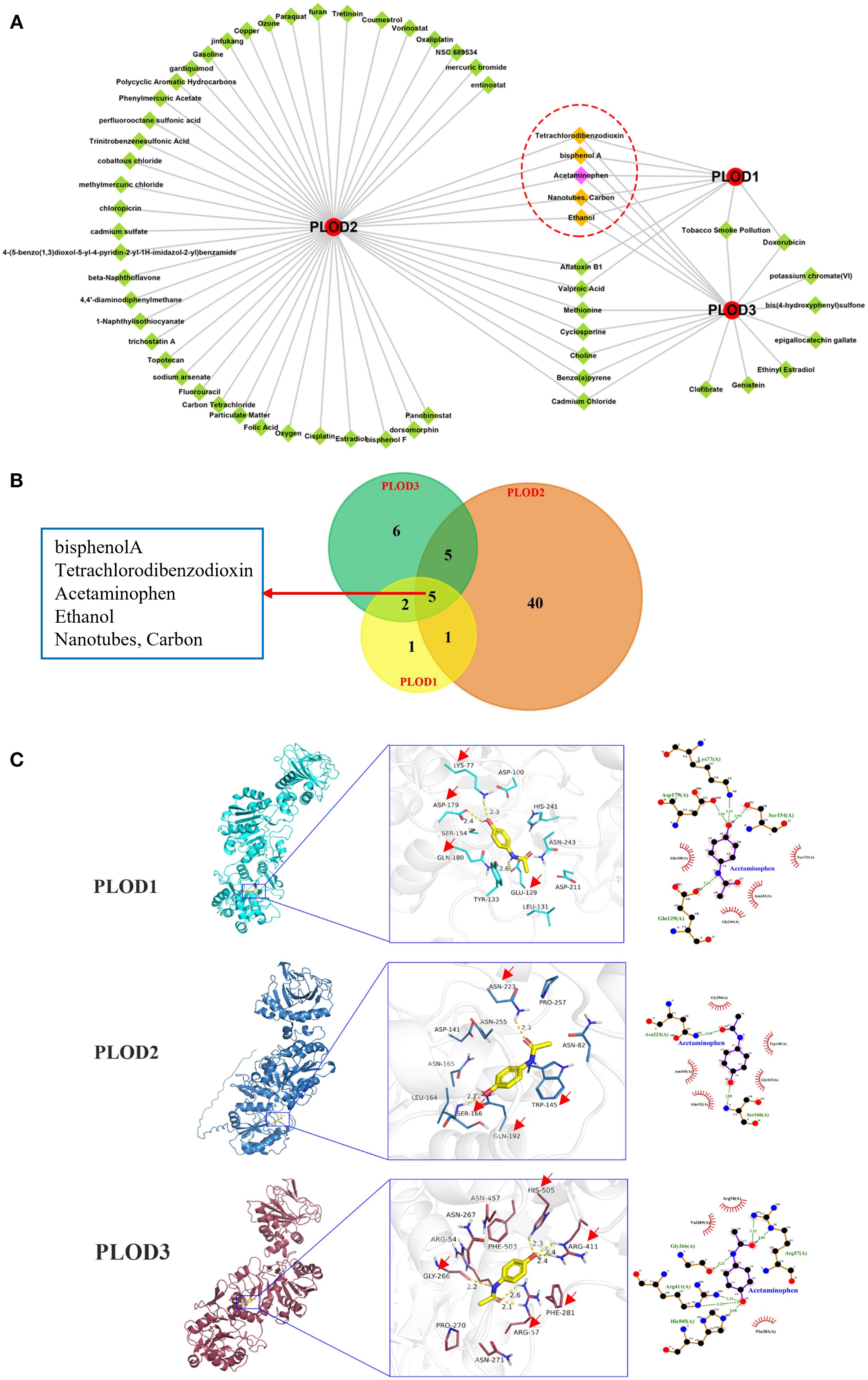 Diagram consisting of three panels. Panel A shows a network diagram with three central nodes labeled PLOD1, PLOD2, and PLOD3, each connected to numerous smaller nodes representing compounds. A red dashed circle highlights certain compounds linked to all three PLOD nodes. Panel B displays a Venn diagram with overlapping circles representing PLOD1, PLOD2, and PLOD3, listing compounds shared among them. Panel C provides detailed structural illustrations of PLOD1, PLOD2, and PLOD3, with close-ups of molecular interactions and chemical structures involving acetaminophen. Each panel focuses on distinct visual representations of the relationships and interactions of PLOD proteins with various compounds.