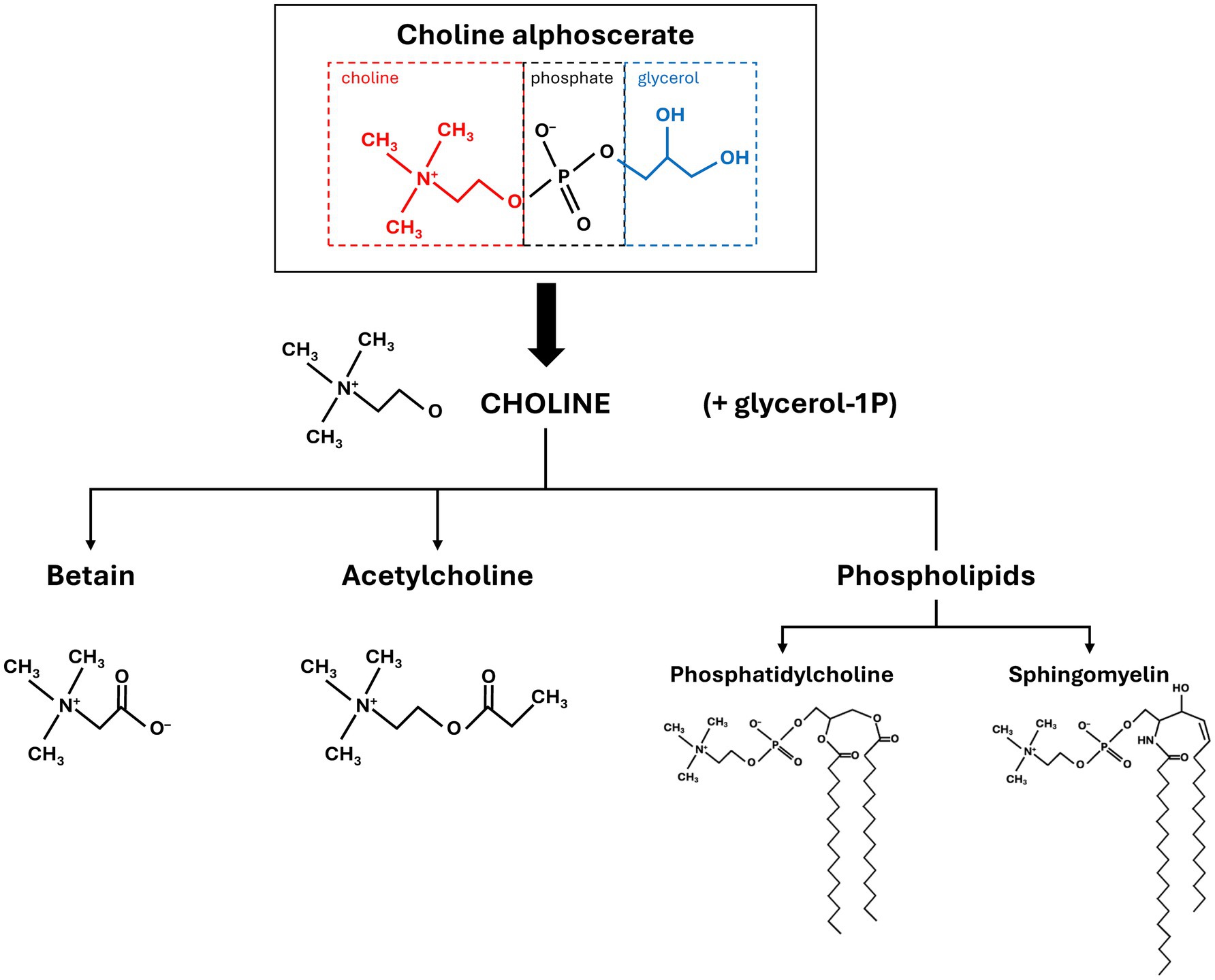 Diagram showing the components and derivatives of choline alphoscerate. Choline, phosphate, and glycerol form the main structure. Choline, combined with glycerol-1P, leads to betaine, acetylcholine, and phospholipids, specifically phosphatidylcholine and sphingomyelin. Each derivative is represented with its chemical structure.