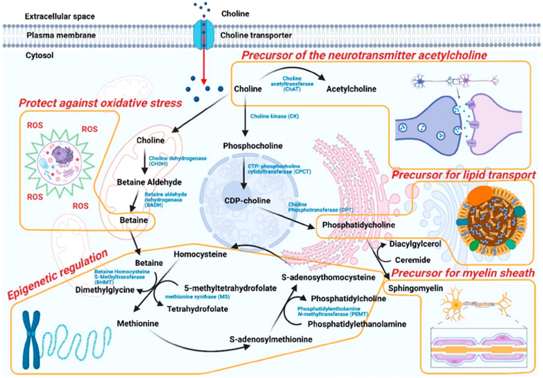 Diagram illustrating choline metabolism pathways. Choline enters the cell via transporters, converting into betaine, acetylcholine, and phosphatidylcholine. Key pathways include oxidative stress protection, epigenetic regulation, neurotransmitter synthesis, and lipid transport. Each pathway involves specific enzymes like choline dehydrogenase, choline acetyltransferase, and others. Ends in products like phosphatidylethanolamine, sphingomyelin, and methionine, highlighting their roles in lipid transport and myelin sheath formation. Arrows show direction of chemical conversions and interactions.