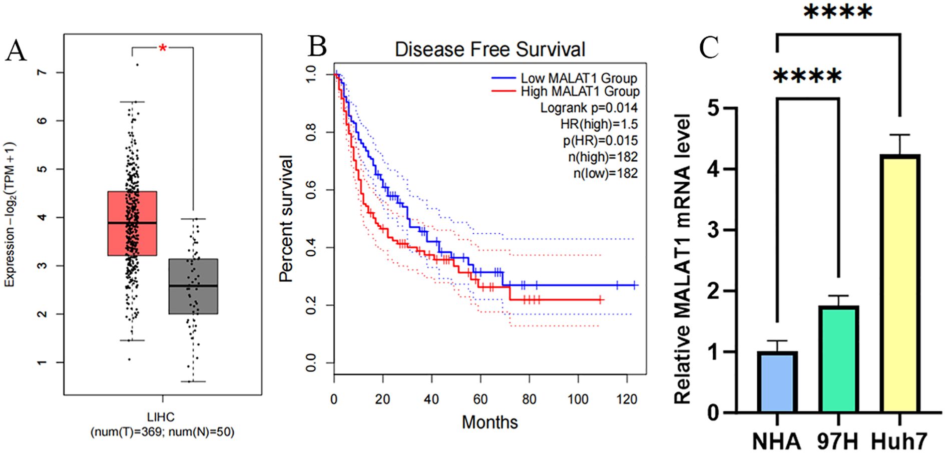 Three-panel image: Panel A shows a box plot comparing MALAT1 expression in tumor (red) versus normal (grey) liver tissues, with higher expression in tumors. Panel B is a Kaplan-Meier curve indicating worse disease-free survival in patients with high MALAT1 expression (red line) compared to low expression (blue line). Panel C features a bar graph illustrating relative MALAT1 mRNA levels, showing increased expression from NHA to Huh7 cells, with statistical significance indicated.