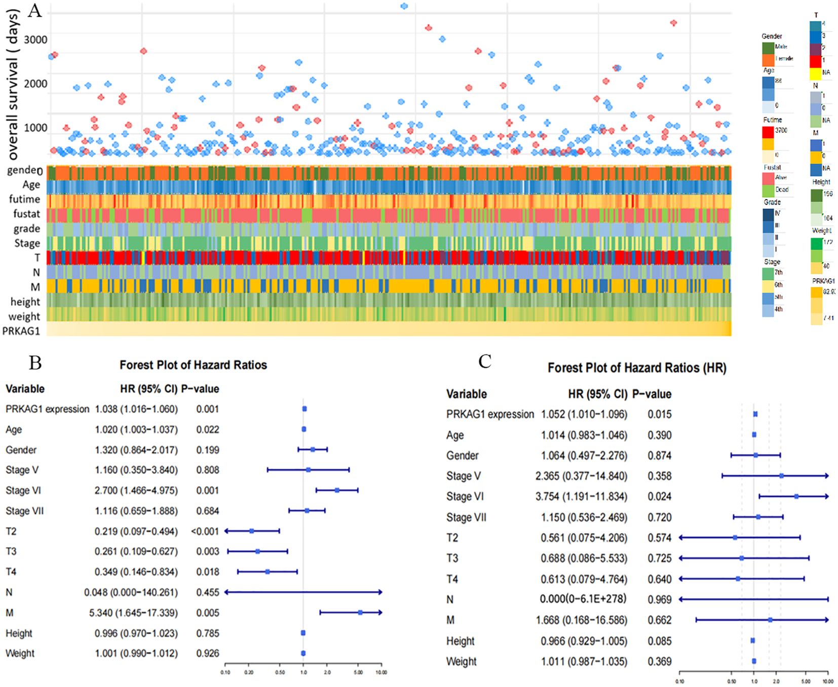 A survival analysis graphic shows overall survival in days against various variables, with blue and red data points representing different traits. Below, a heatmap visualizes variables like gender, age, and PRKAG1 expression. On the right, a legend explains color coding. Panel B details a table of univariate and multivariate analyses, listing variables like PRKAG1 expression, age, gender, stages, and more, with hazard ratios, confidence intervals, and p-values for both analyses.