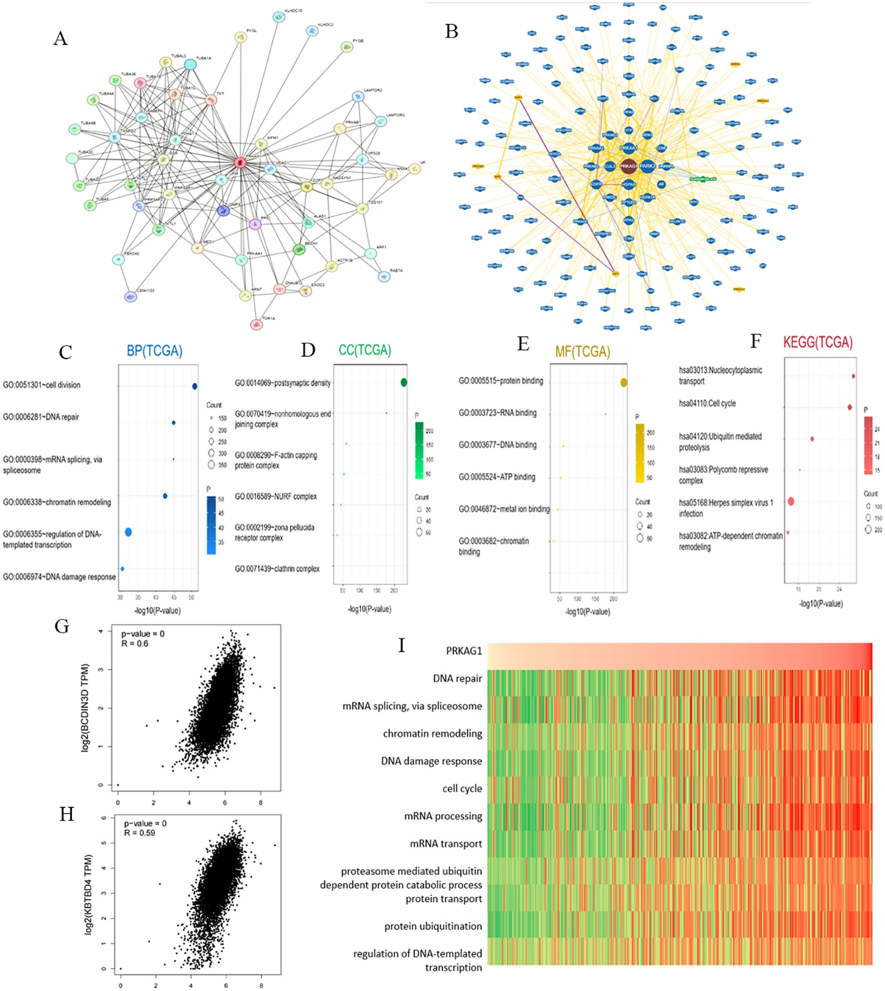 A composite image showing various types of biological data visualizations. Image A and B are network diagrams illustrating gene interactions. Image C, D, E, F are scatter plots displaying gene ontology terms and pathways with axes labeled by statistical significance and count. Images G and H are scatter plots showing gene expression correlations, labeled with Spearman correlation coefficients. Image I is a heatmap depicting expression levels across several biological processes, with a color gradient from green to red.