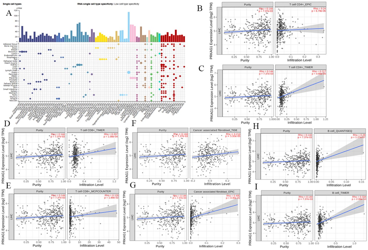 A collection of graphs and a circular chart depicting RNA single cell type specificity and infiltration level correlations. The bar and dot plot (A) shows RNA expression across different cell types and tissues. Scatter plots (B-I) display correlations between RNA expression levels and infiltration levels, each marked with trend lines. A circular chart (J) illustrates associations between various genes using color-coded links indicating correlation strength.