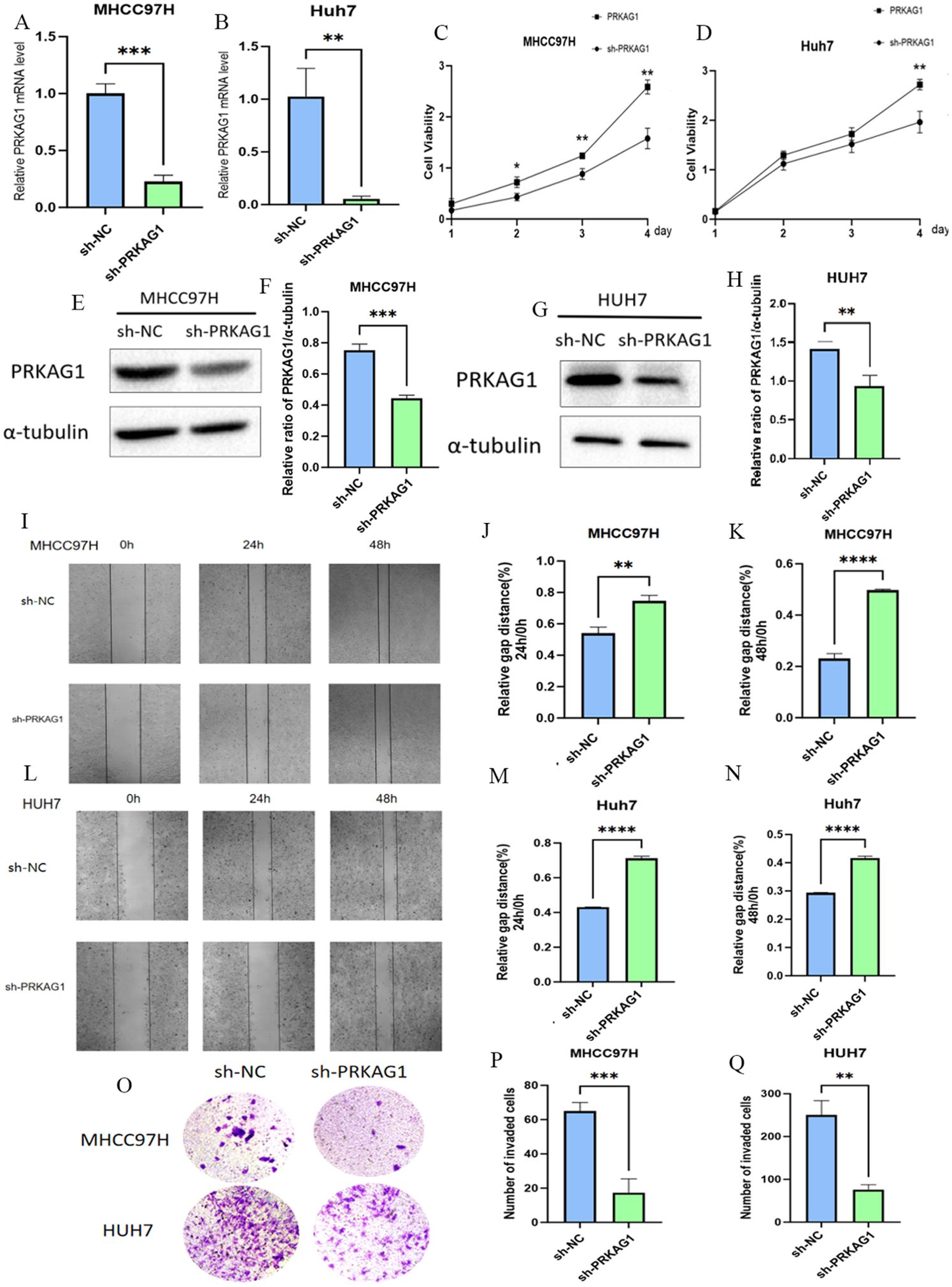 Graphs and images analyze the effects of shRNA targeting PRKAG1 on MHCC97H and Huh7 cell lines. Panels A-D show bar and line graphs of mRNA levels and cell viability. Panels E-H display Western blots and bar graphs of protein expression. Panels I-N present wound healing assays with bar graphs measuring gap distance. Panels O-Q show images and bar graphs quantifying invaded cells. Significant differences are marked with asterisks.