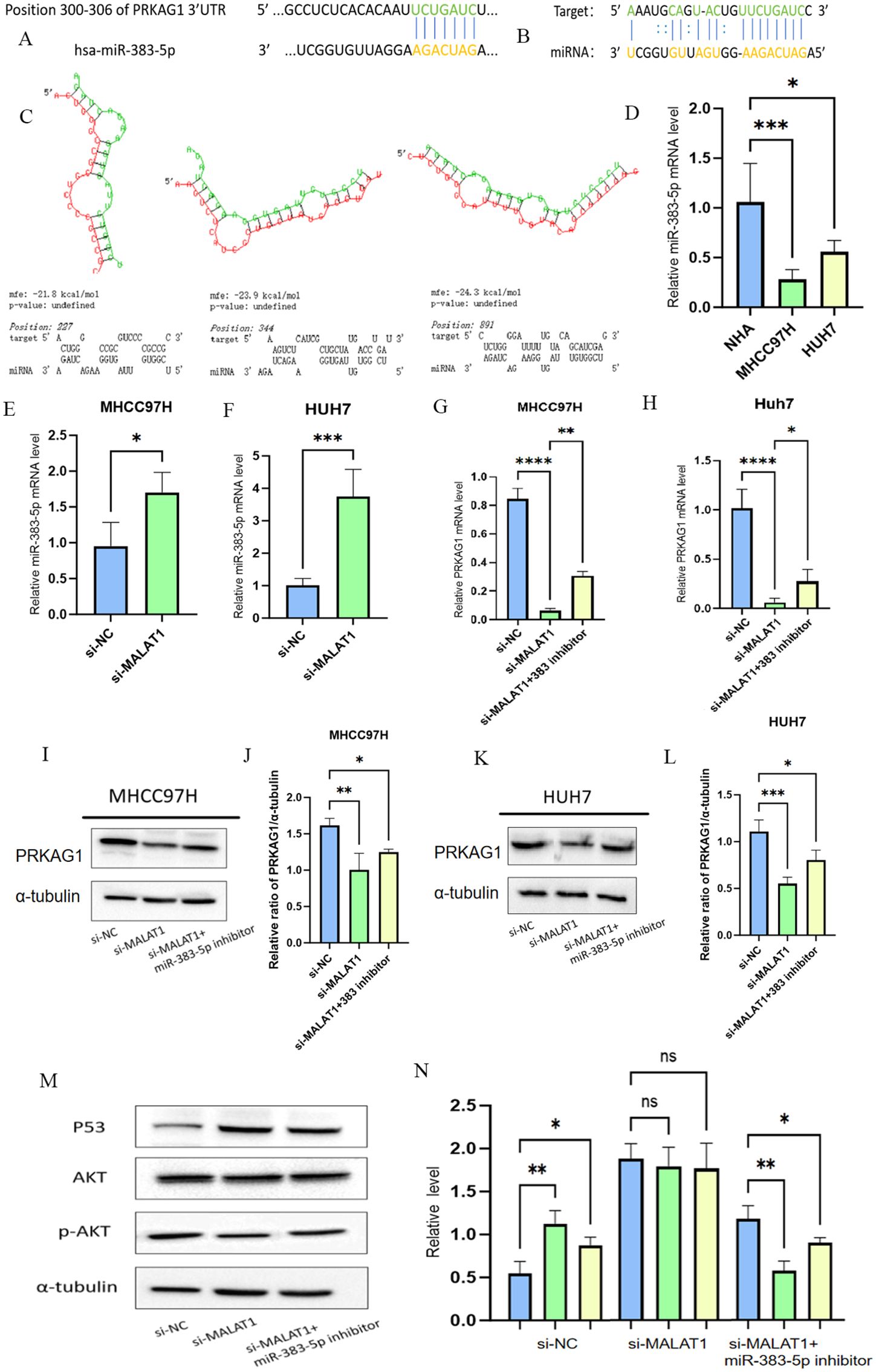 Various graphs and diagrams illustrate molecular interactions and expression levels. Panels A-C show nucleotide sequences and structural diagrams related to PRKAG1 and miR-383-5p. Panel D displays a bar graph comparing mRNA levels of miR-383-5p in different cell lines. Panels E-H show bar graphs of mRNA and protein levels under different conditions in MHCC97H and HUH7 cells. Panels I-L include Western blot images and bar graphs for PRKAG1 and alpha-tubulin ratios. Panel M shows Western blots for P53, AKT, p-AKT, and alpha-tubulin. Panel N contains a comparative bar graph of protein levels, indicating statistical significance with asterisks.
